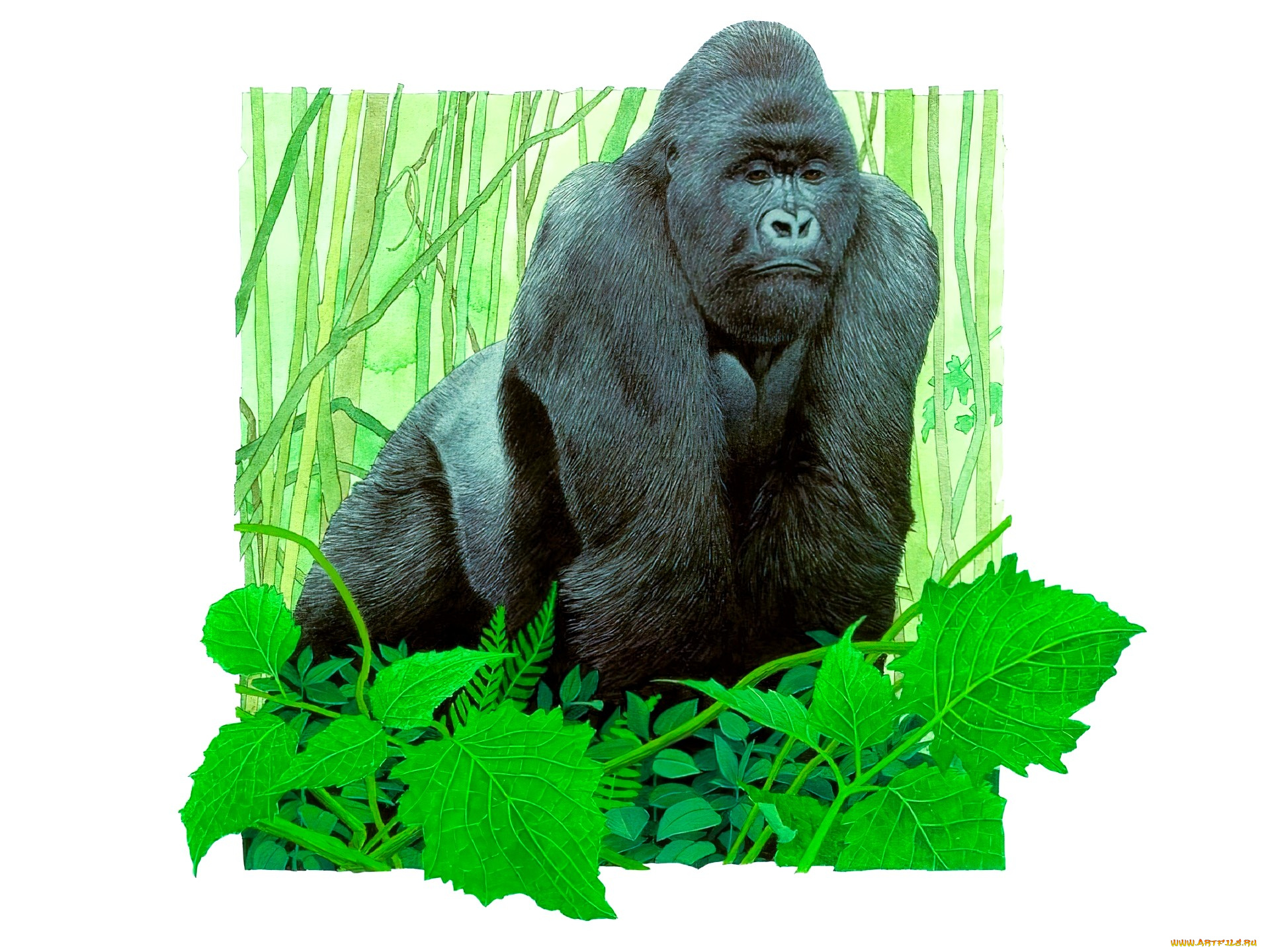 рисованное, животные, , обезьяны, обезьяна, горилла, листья, лес
