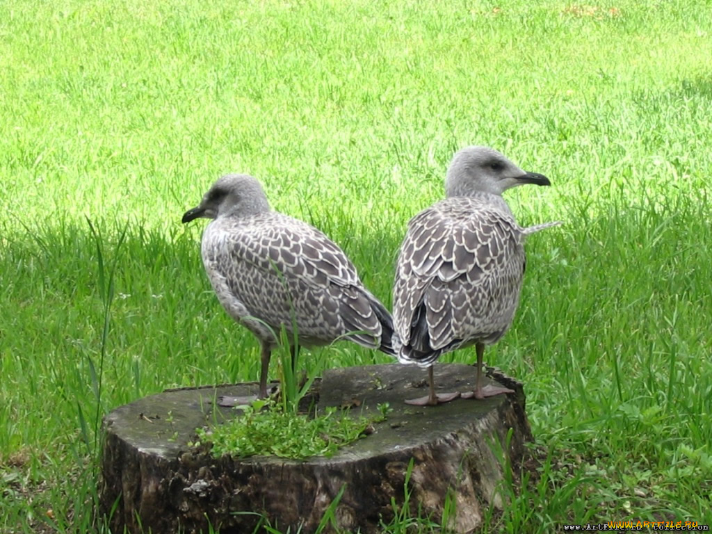 животные, Чайки, бакланы, крачки