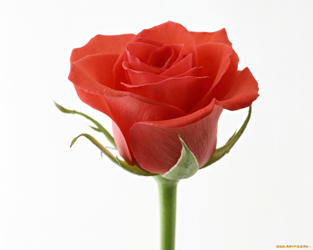 цветы, розы