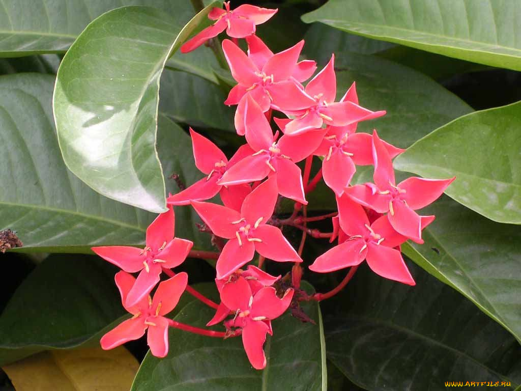 цветы, клеродендрумы