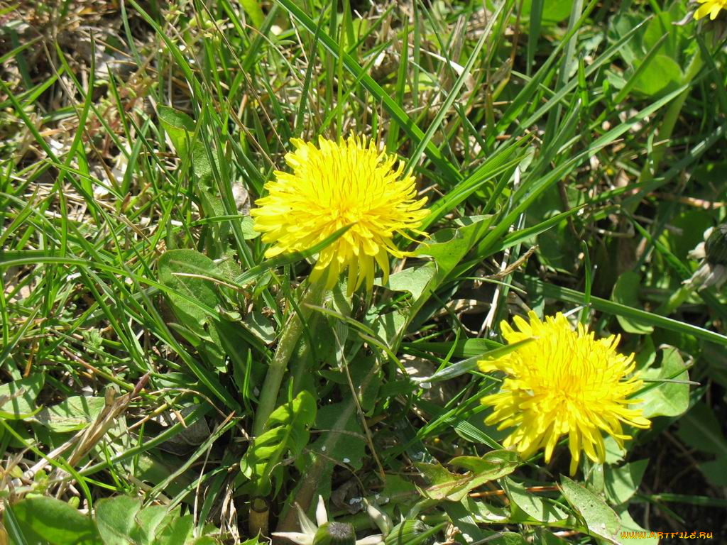 одуванчег, цветы, одуванчики