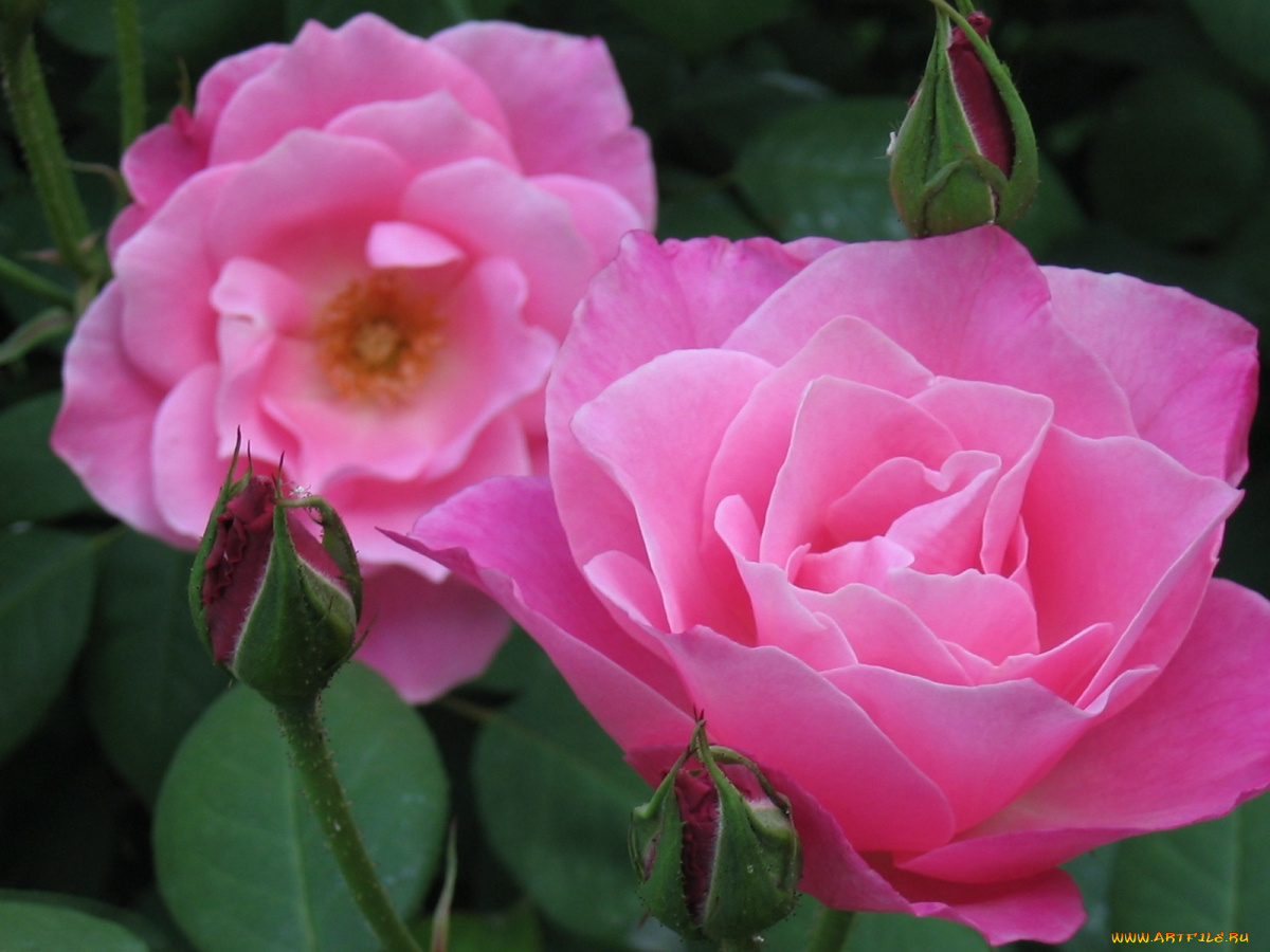 цветы, розы