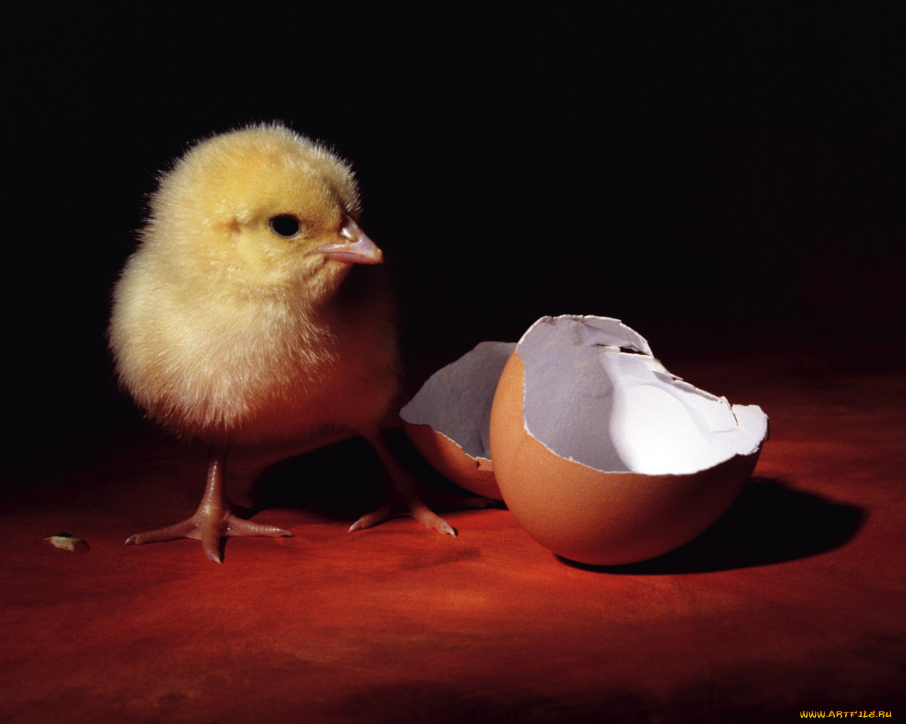 животные, куры, петухи