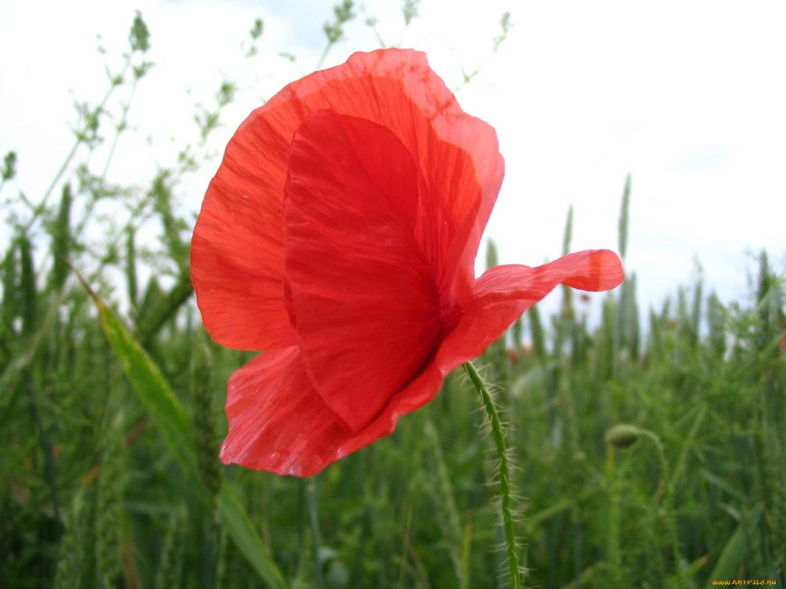 цветы, маки