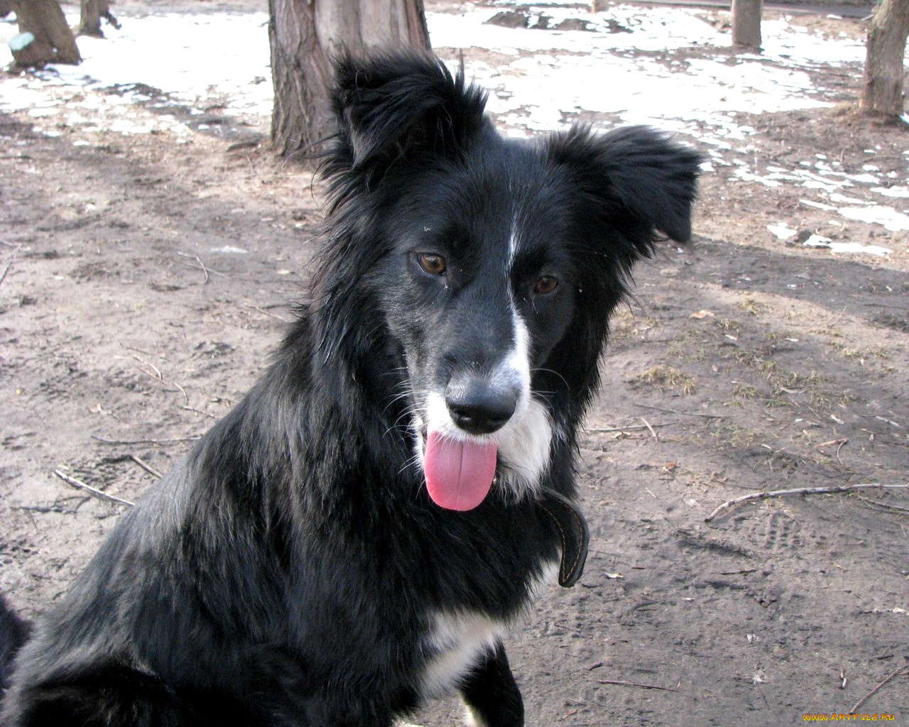 животные, собаки