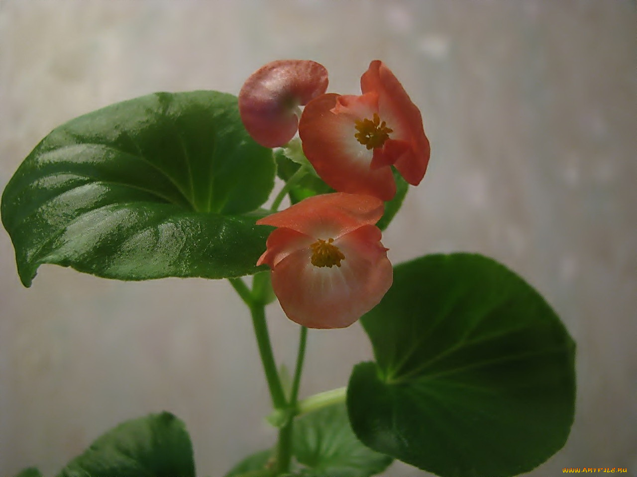 цветы, бегония