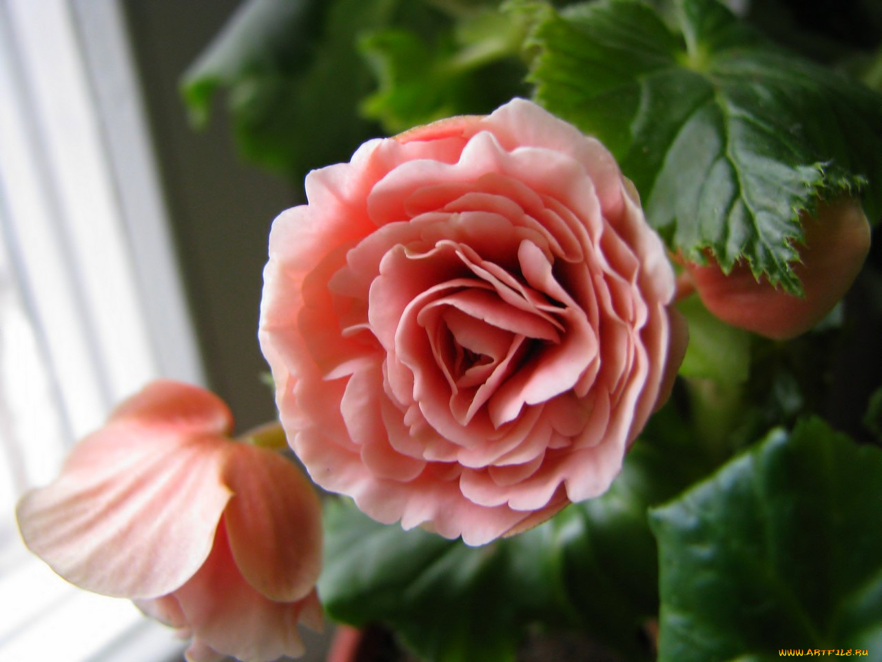 цветы, бегония