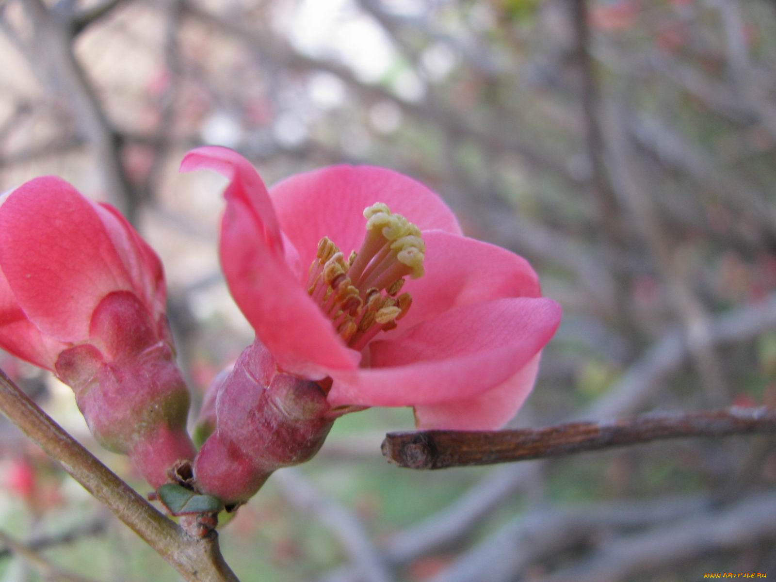 цветы, цветущие, деревья, кустарники