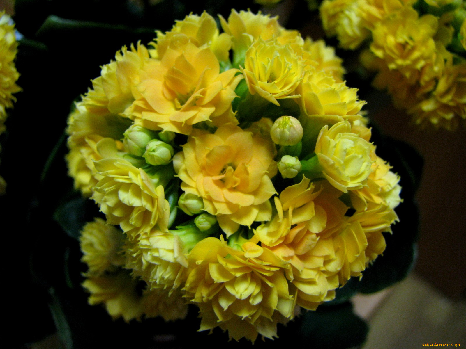 цветы, каланхоэ