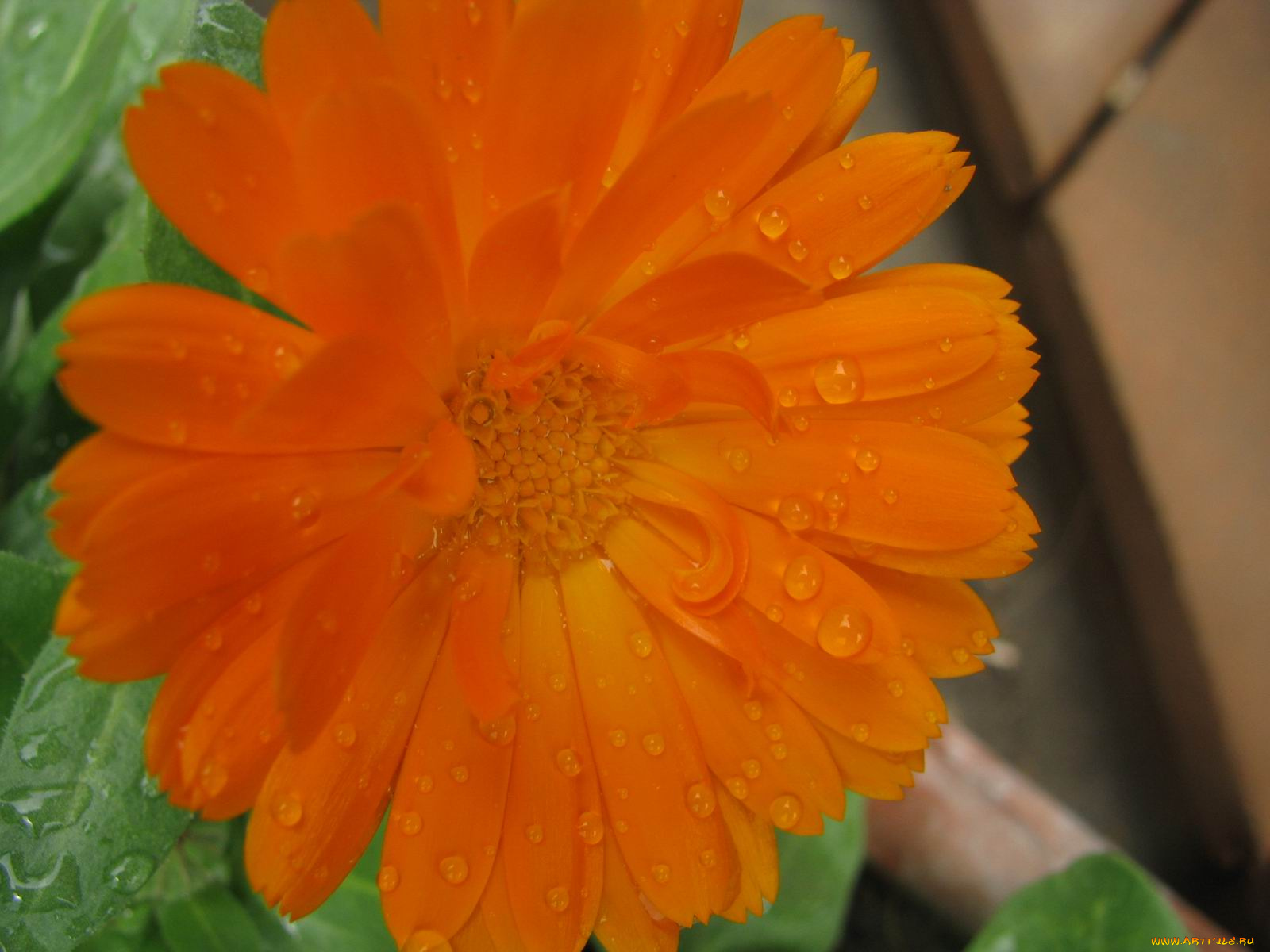 цветы, календула