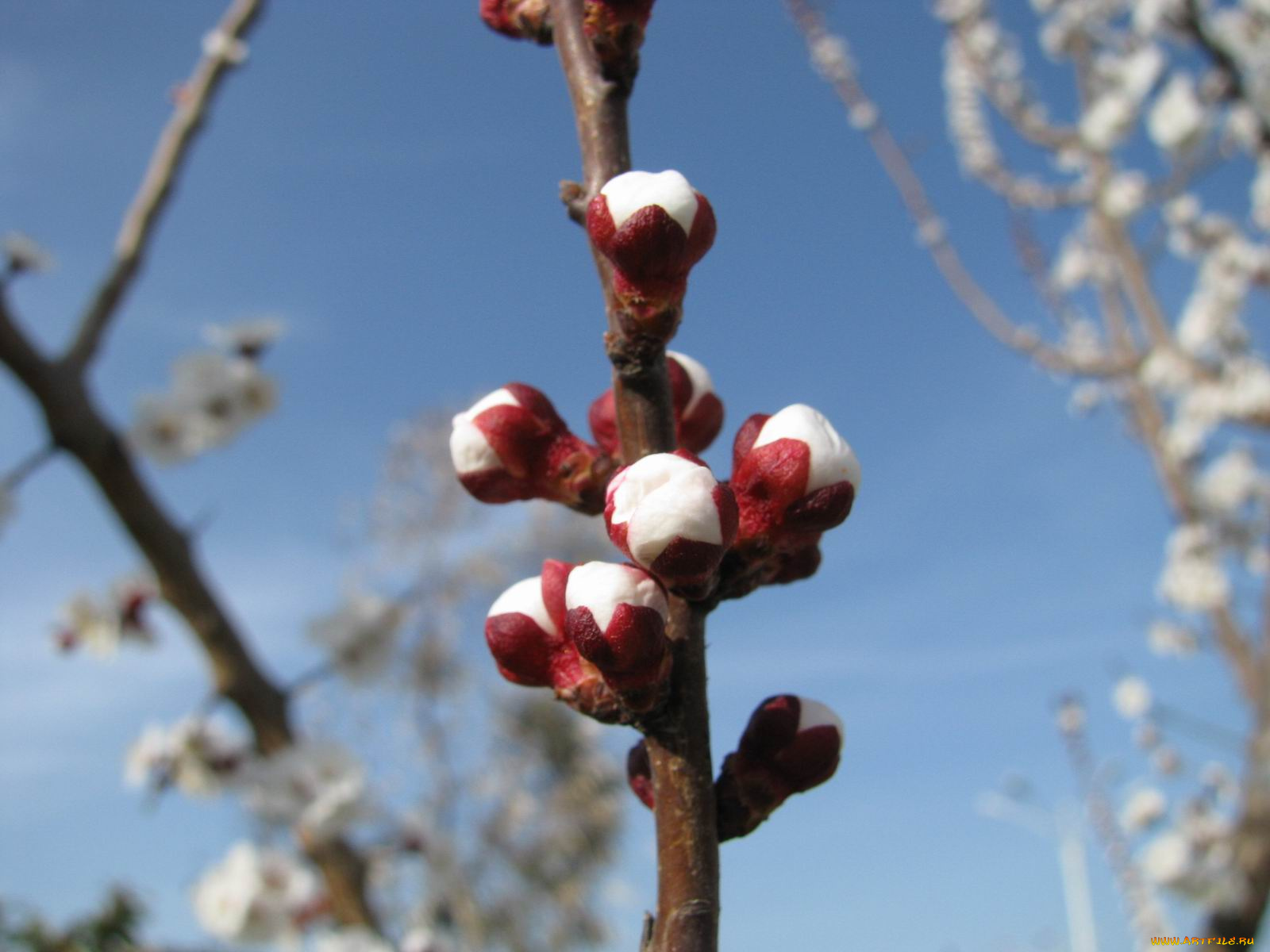 природа, макро