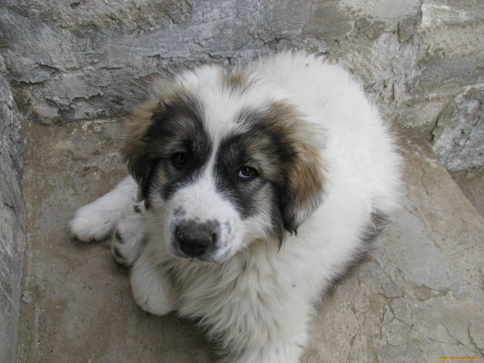 животные, собаки