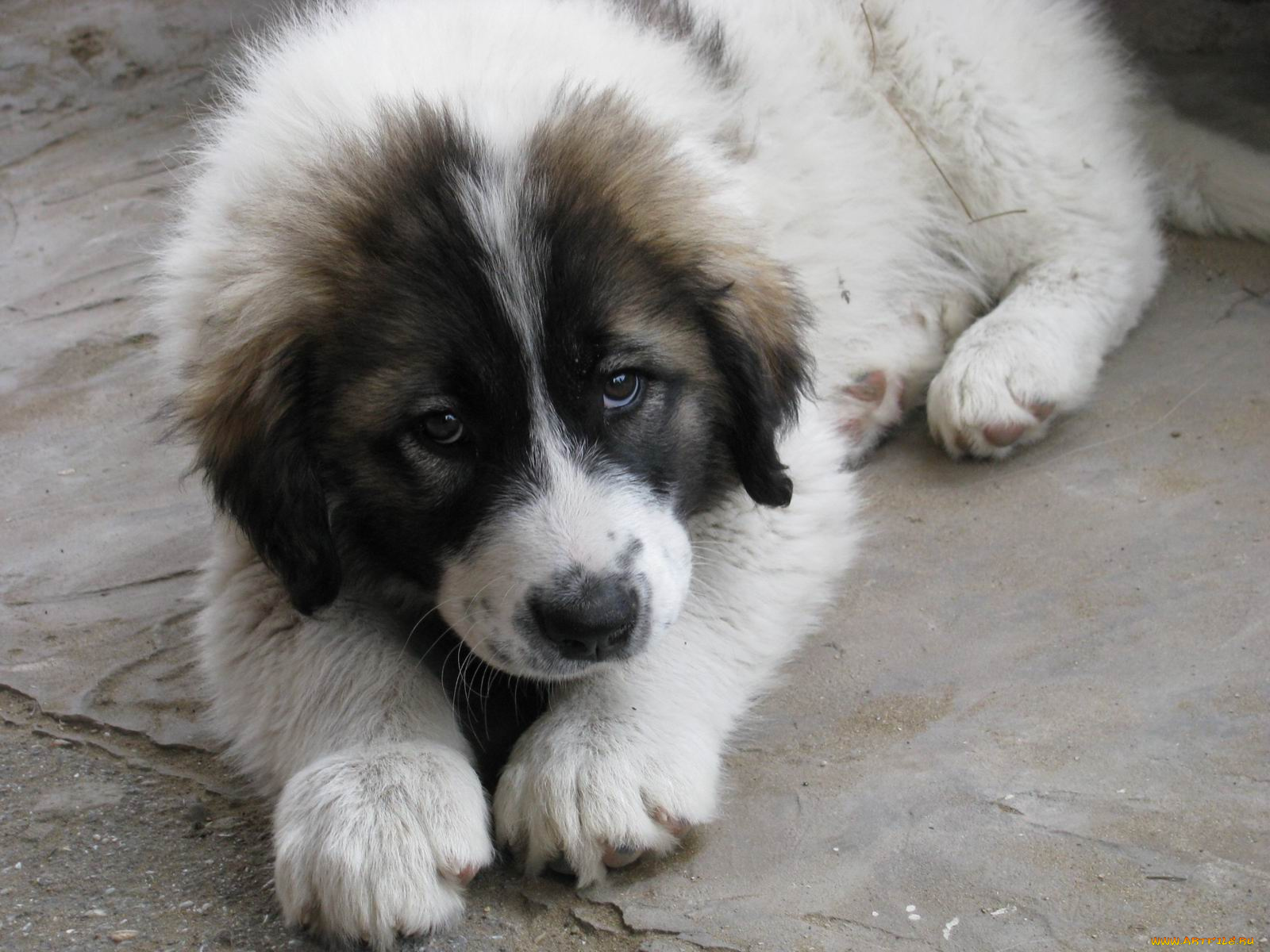 животные, собаки