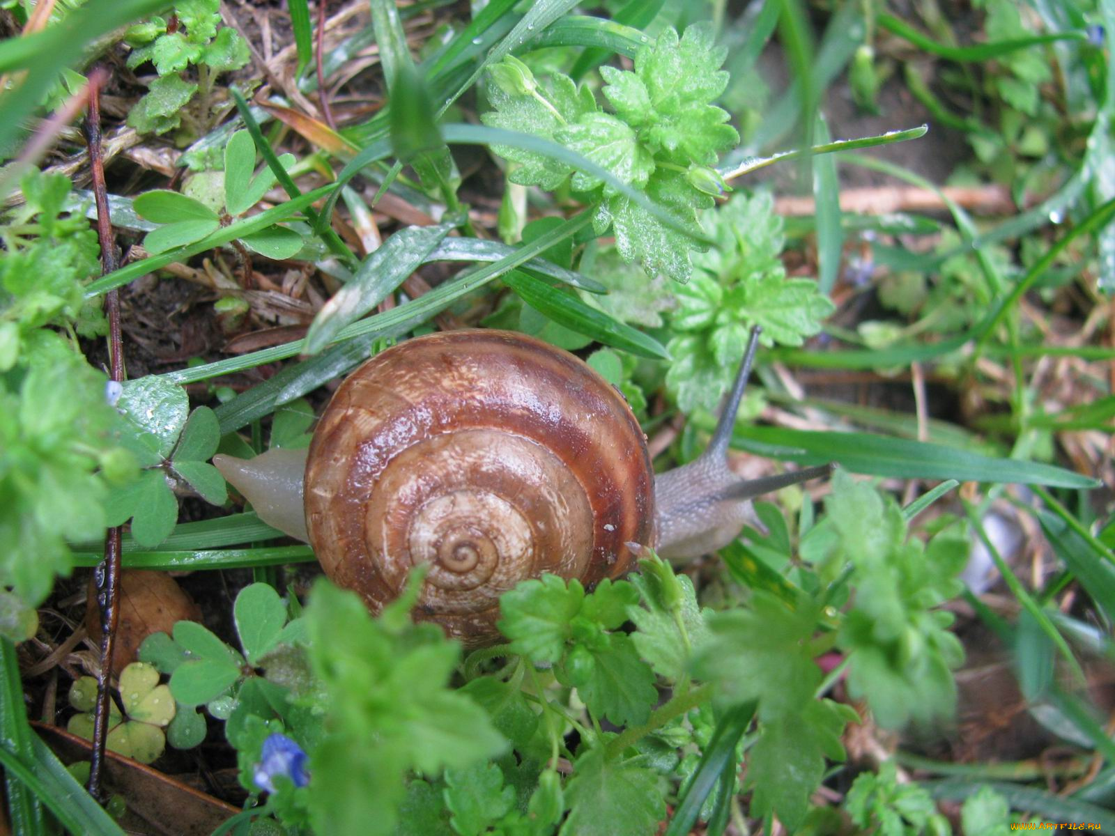 животные, улитки