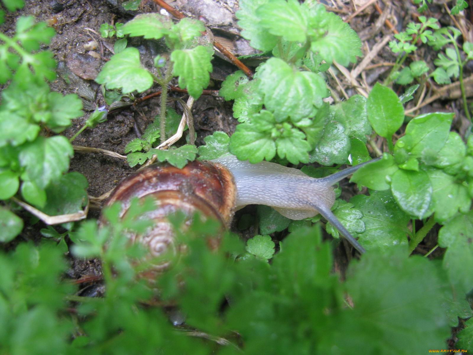 животные, улитки