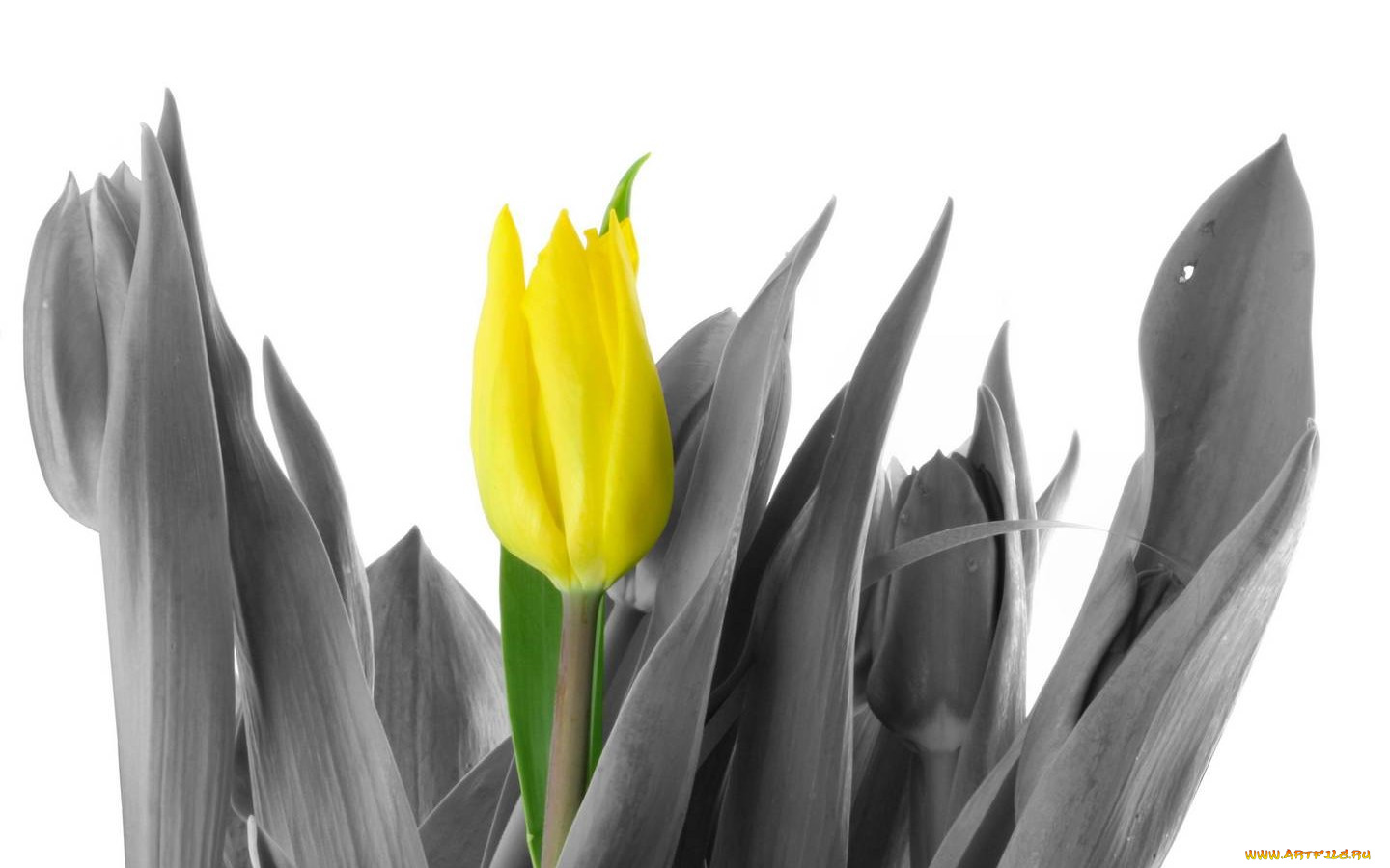 цветы, тюльпаны