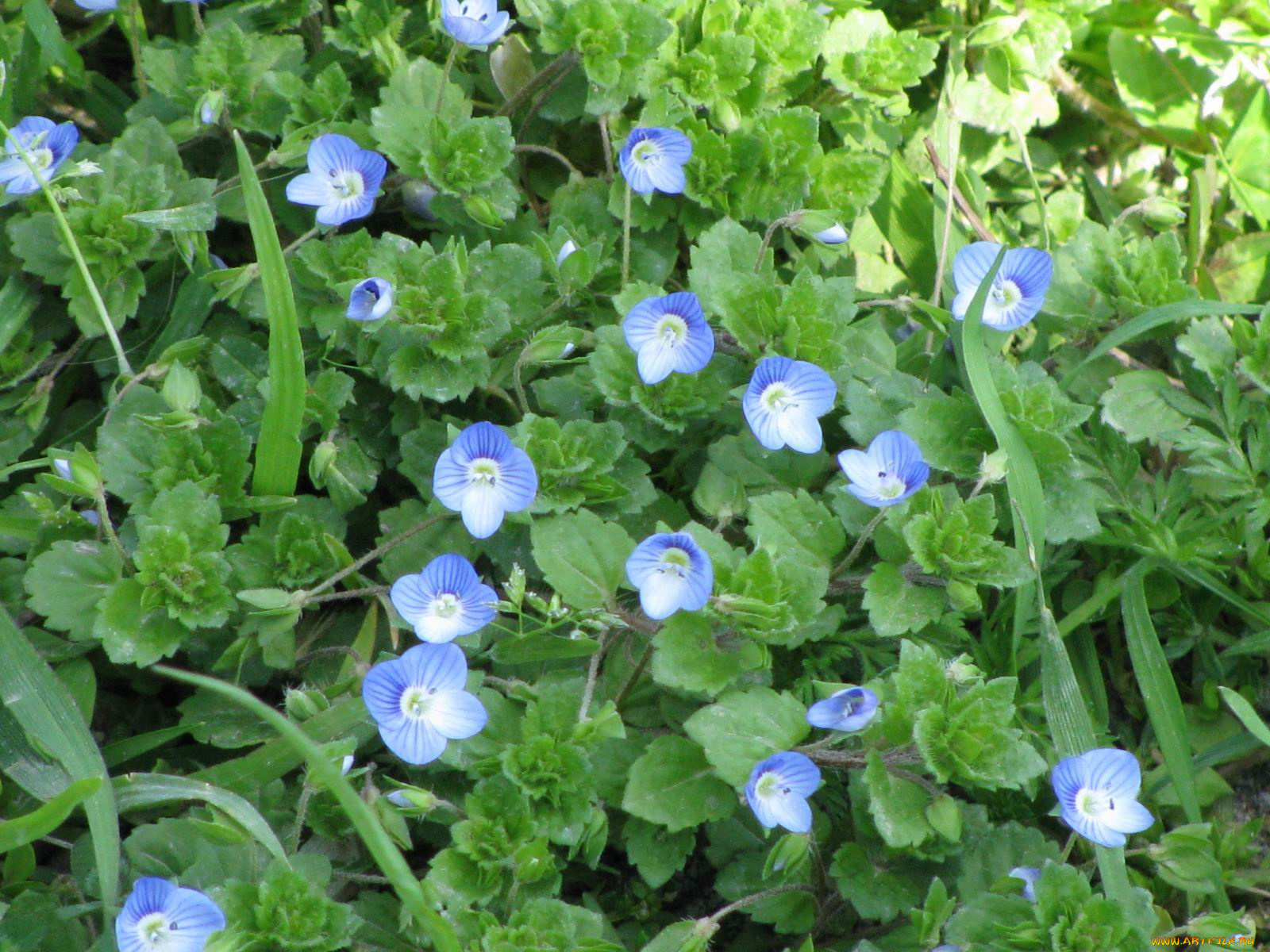 цветы, немофилы, вероники