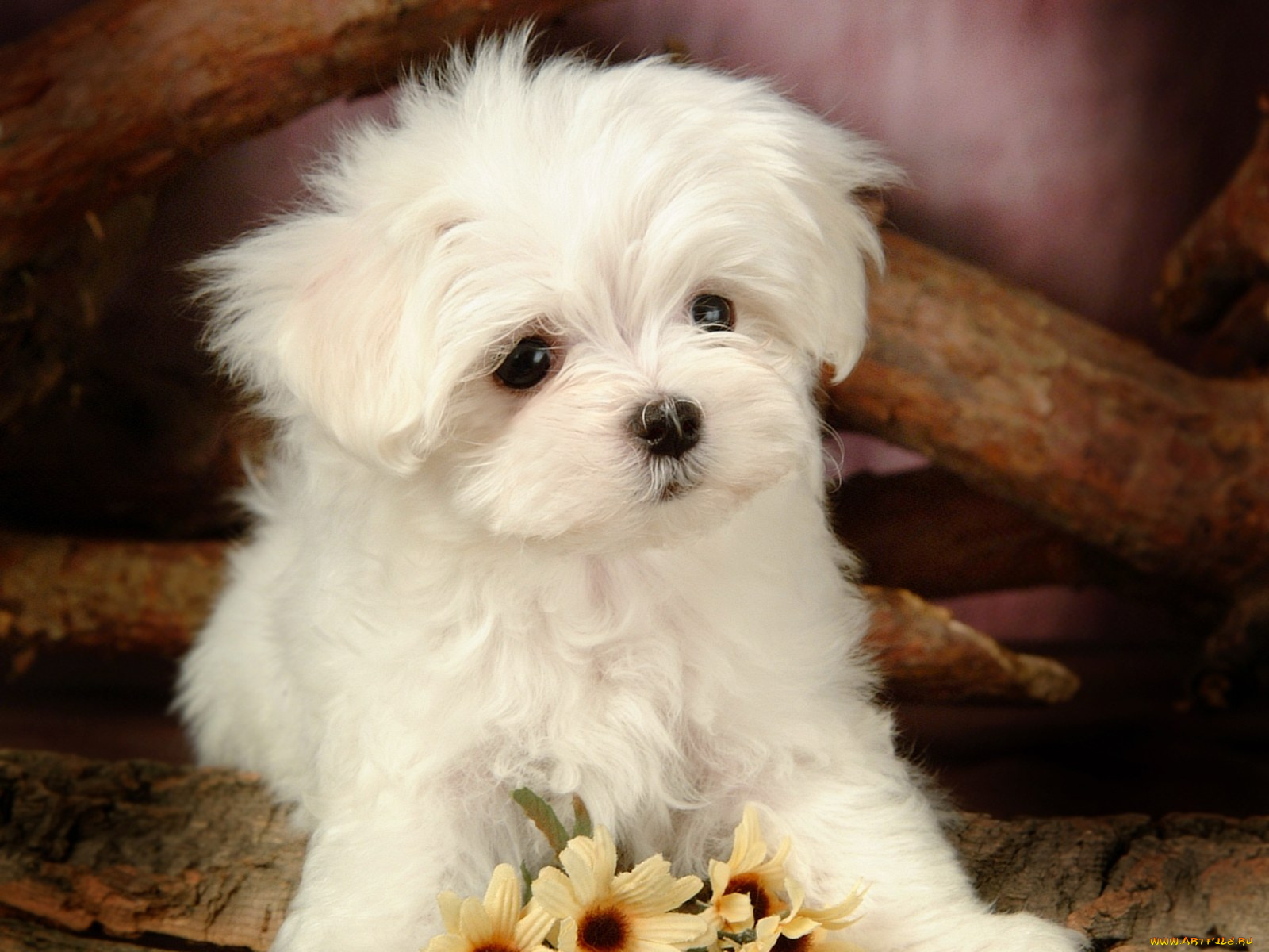 животные, собаки