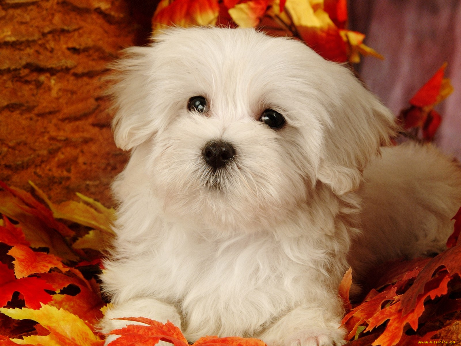 животные, собаки