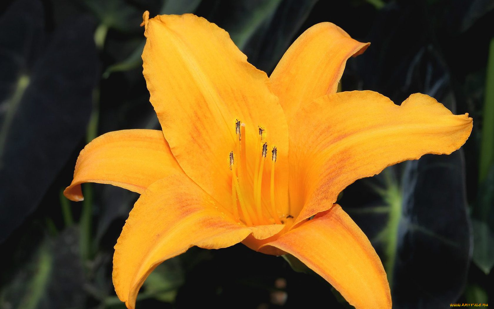 цветы, лилии, лилейники