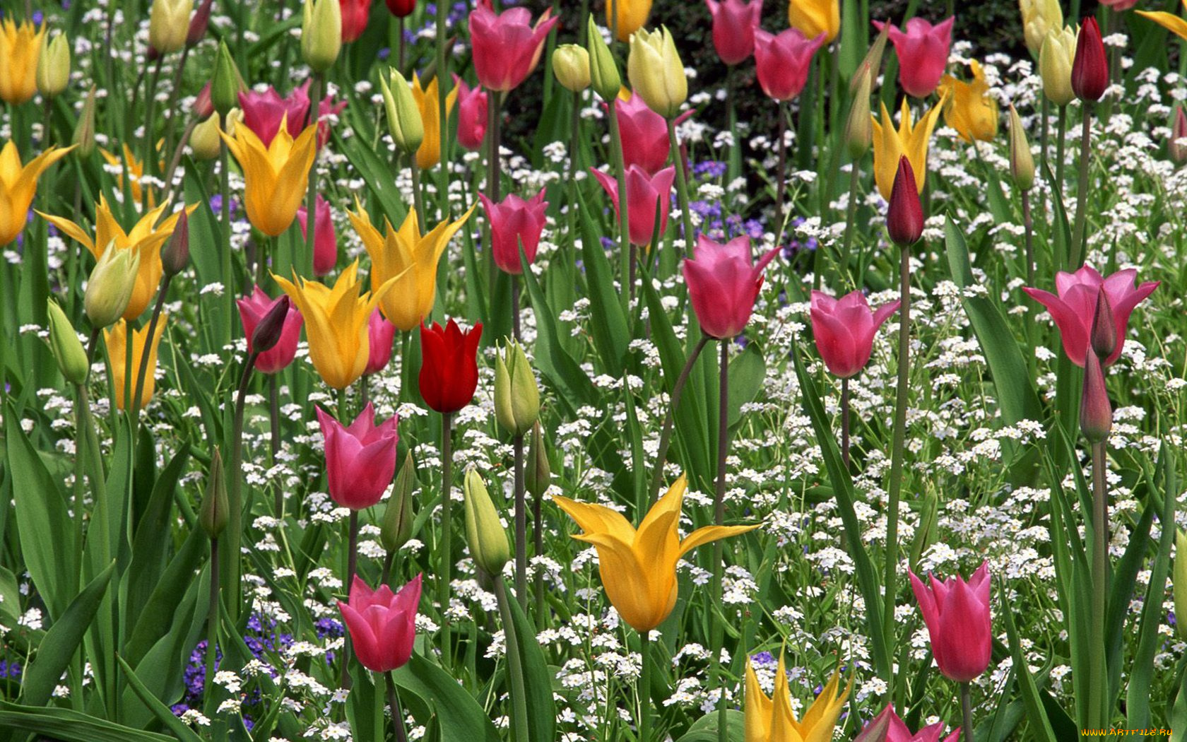 цветы, тюльпаны