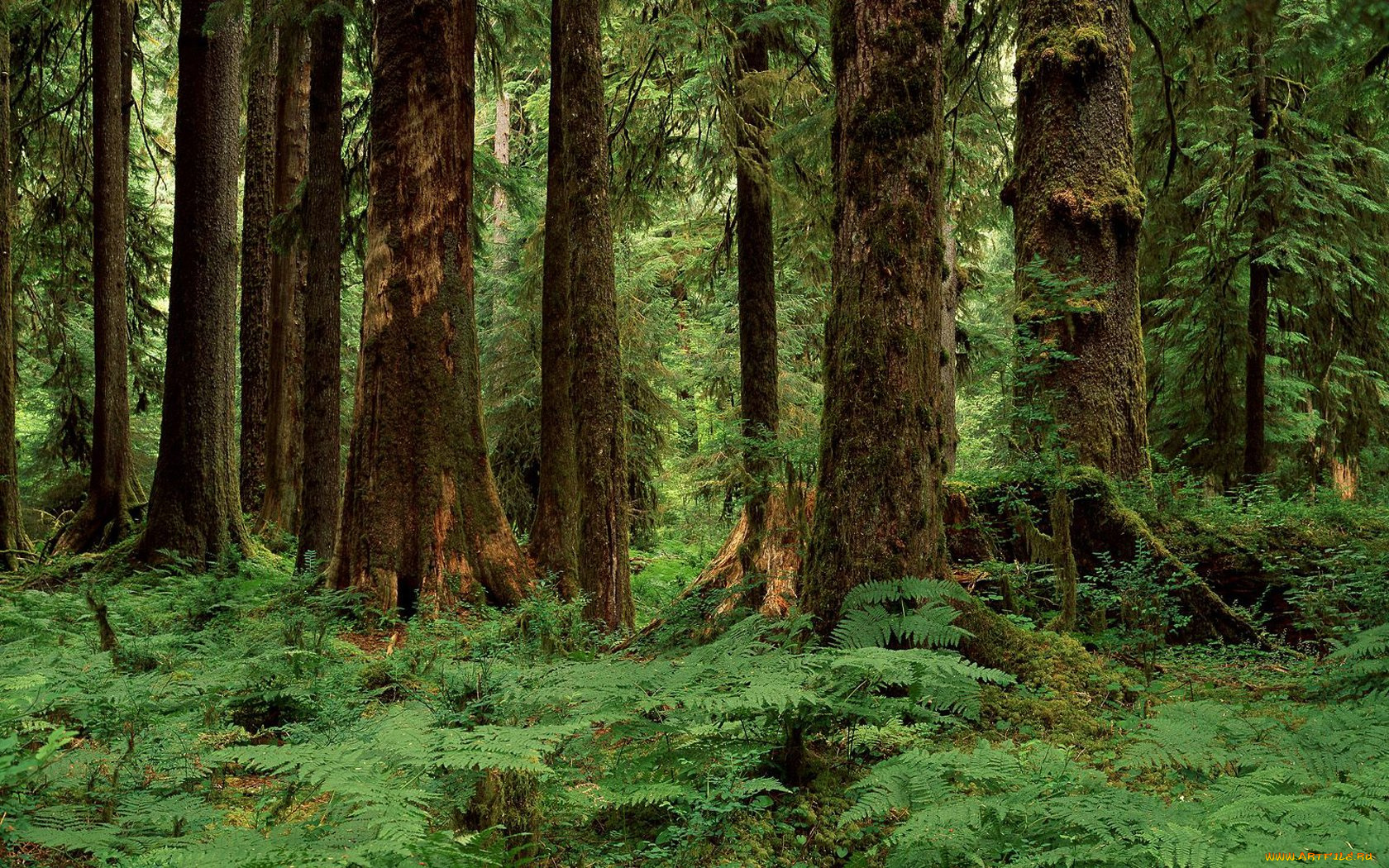 природа, лес