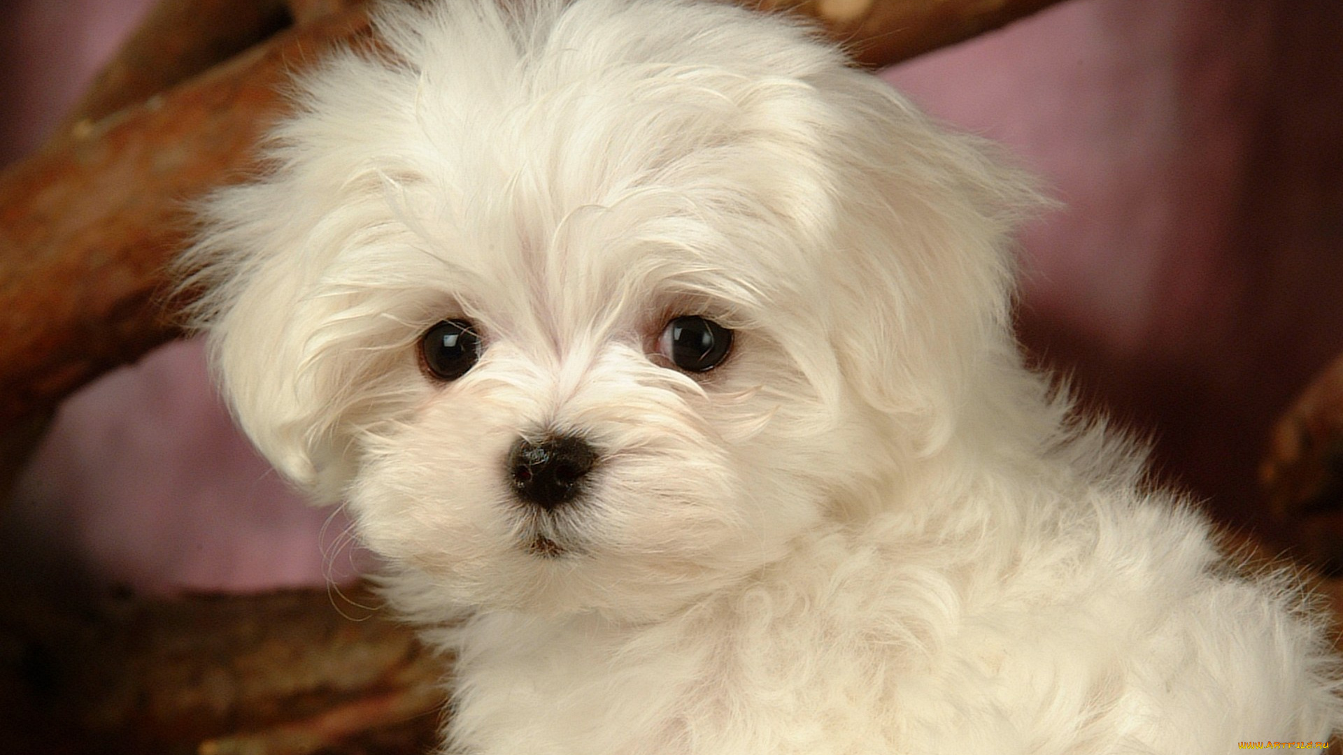 животные, собаки