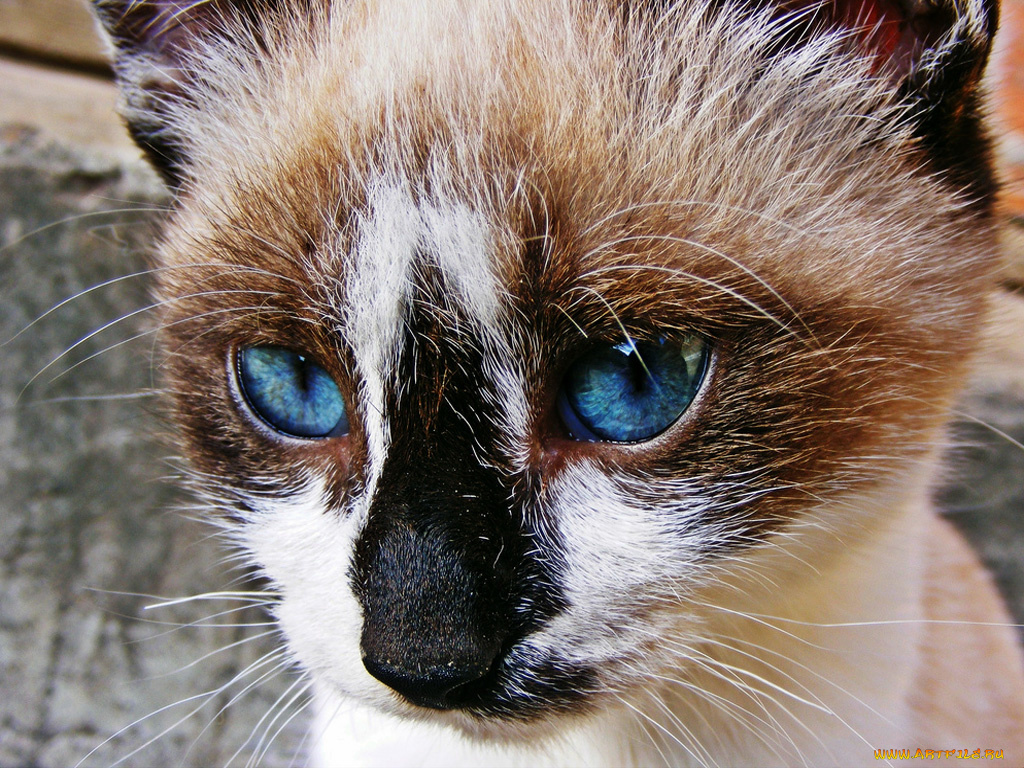 животные, коты