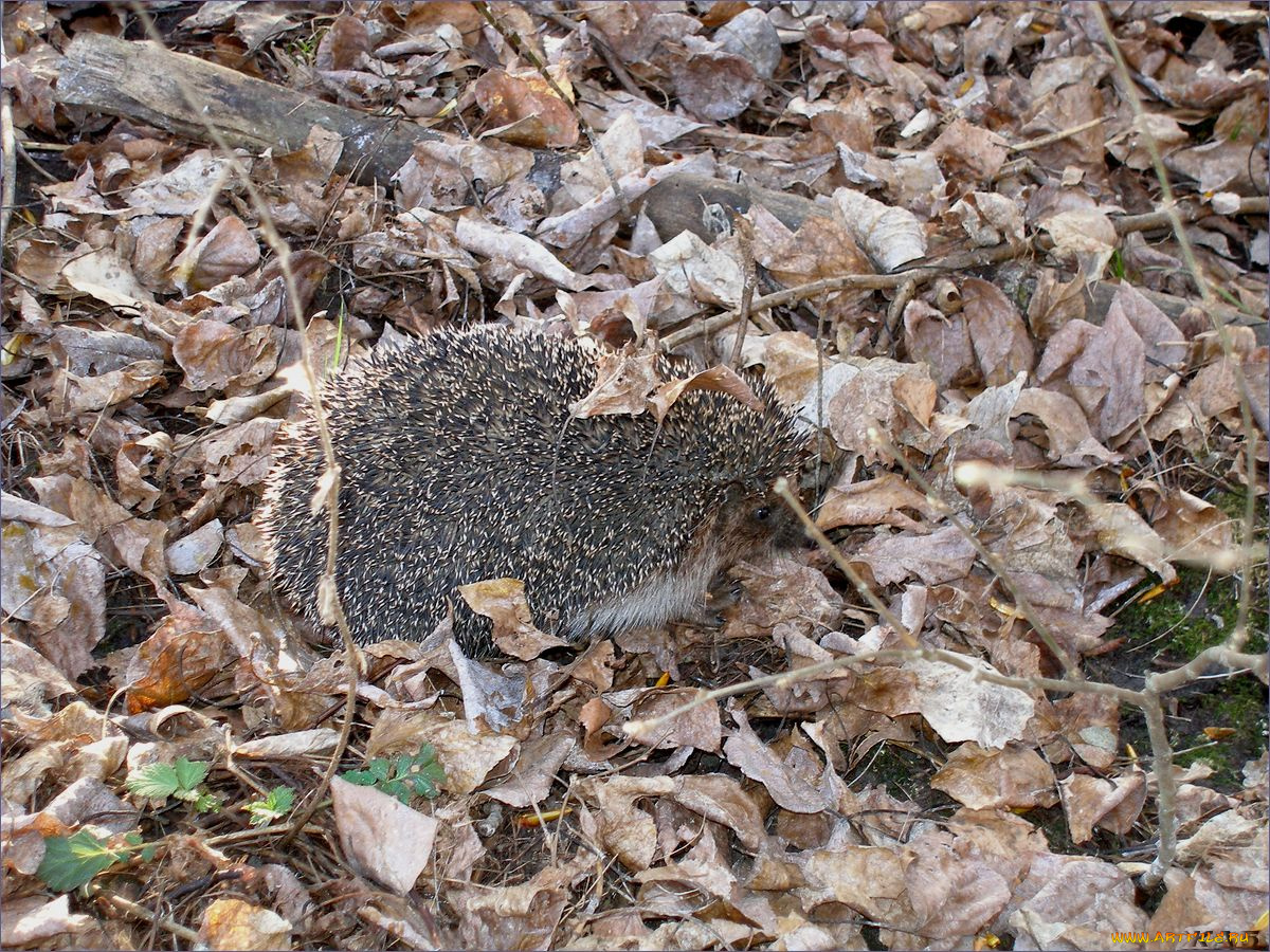 животные, ежи