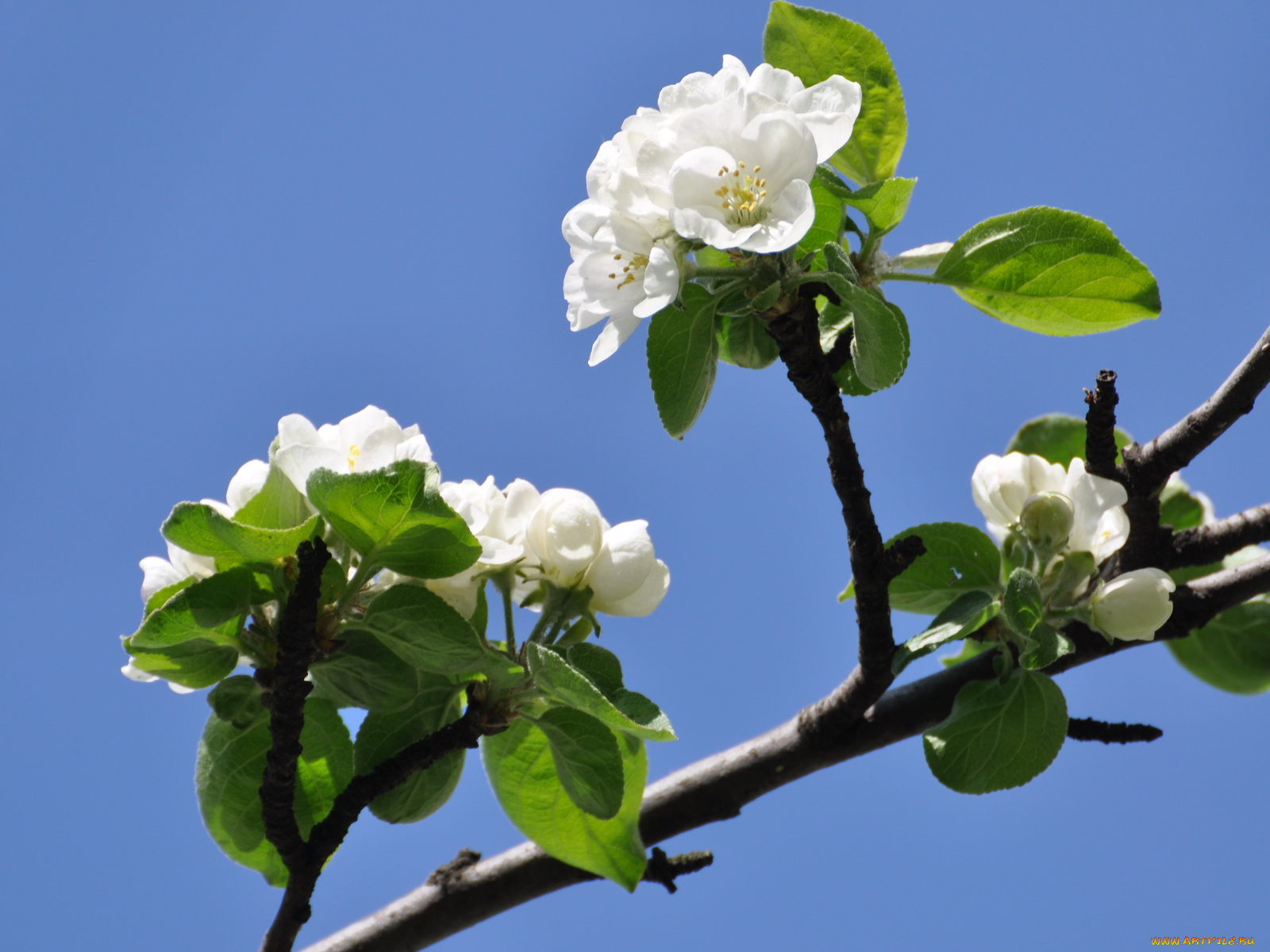 цветы, цветущие, деревья, кустарники