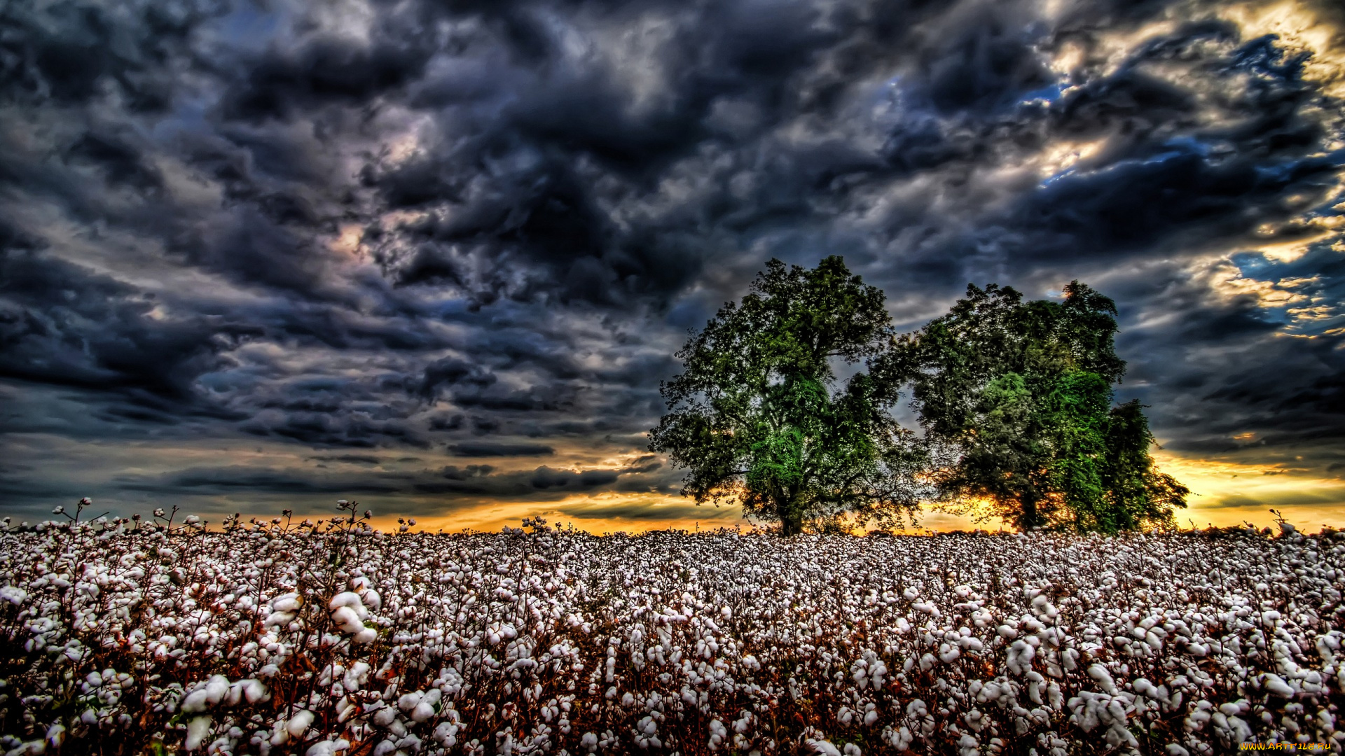 природа, поля