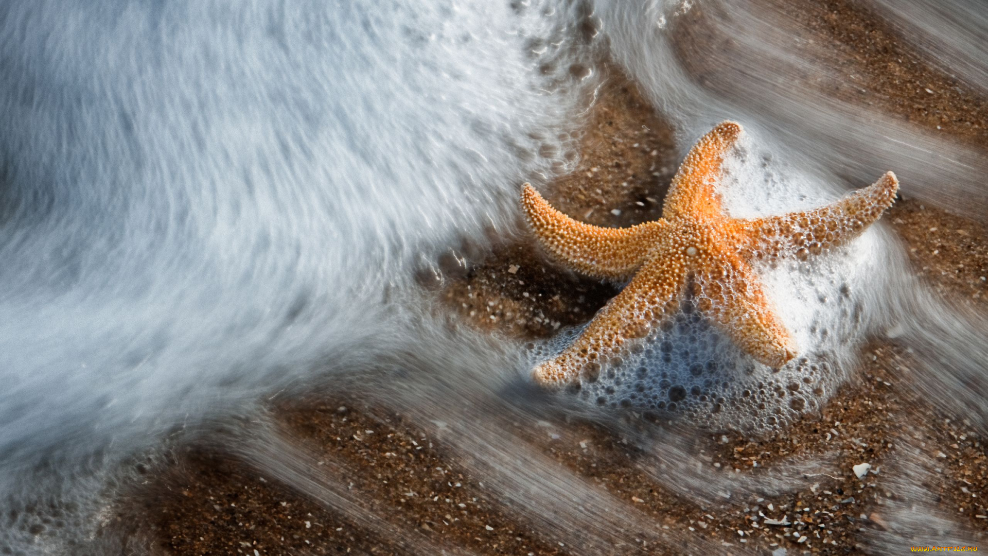 животные, морские, звёзды