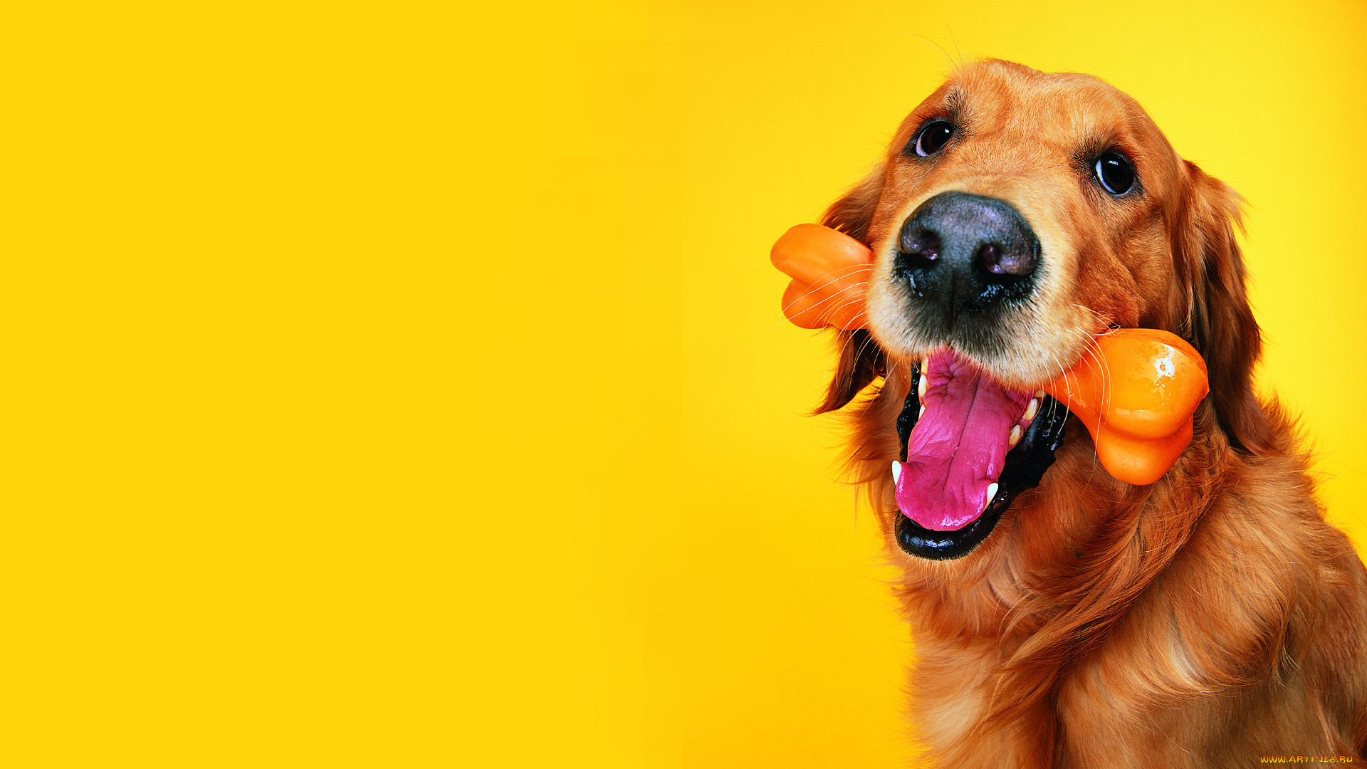 животные, собаки