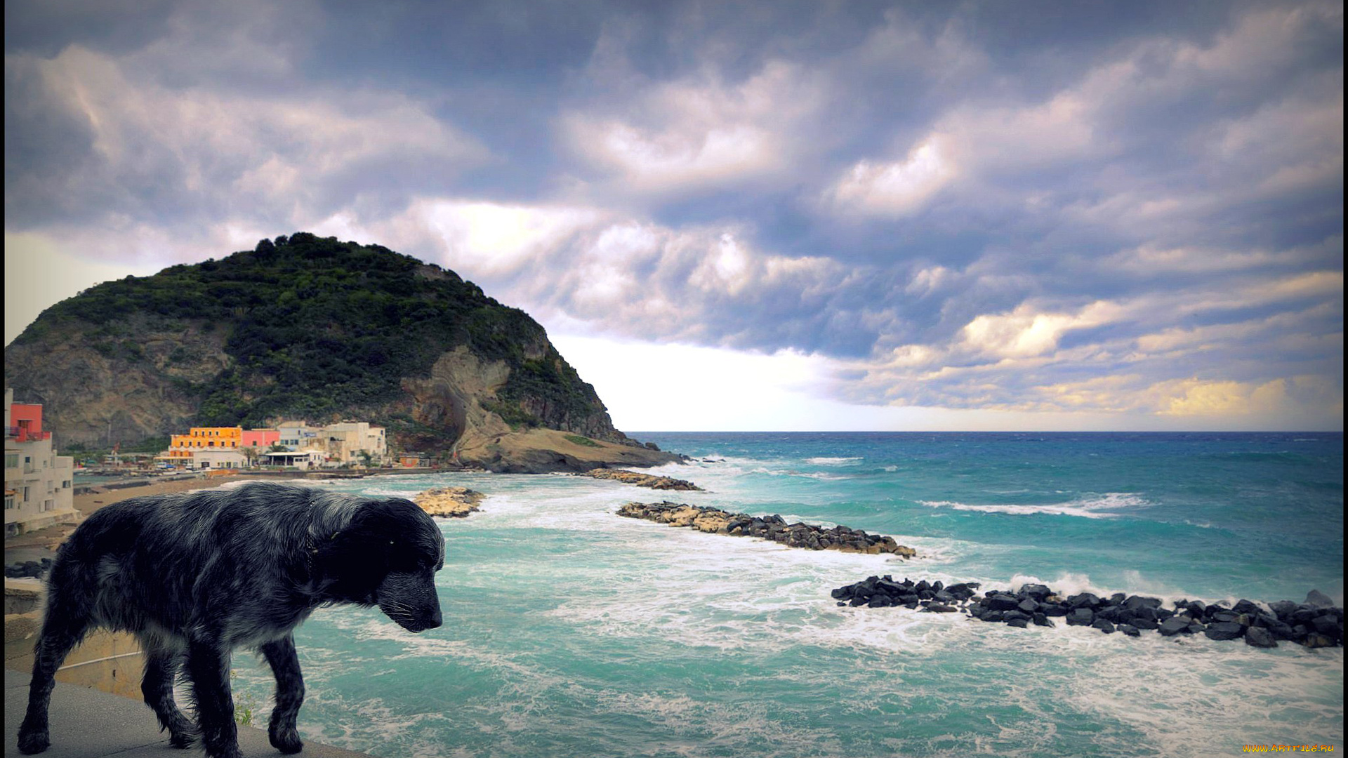 животные, собаки