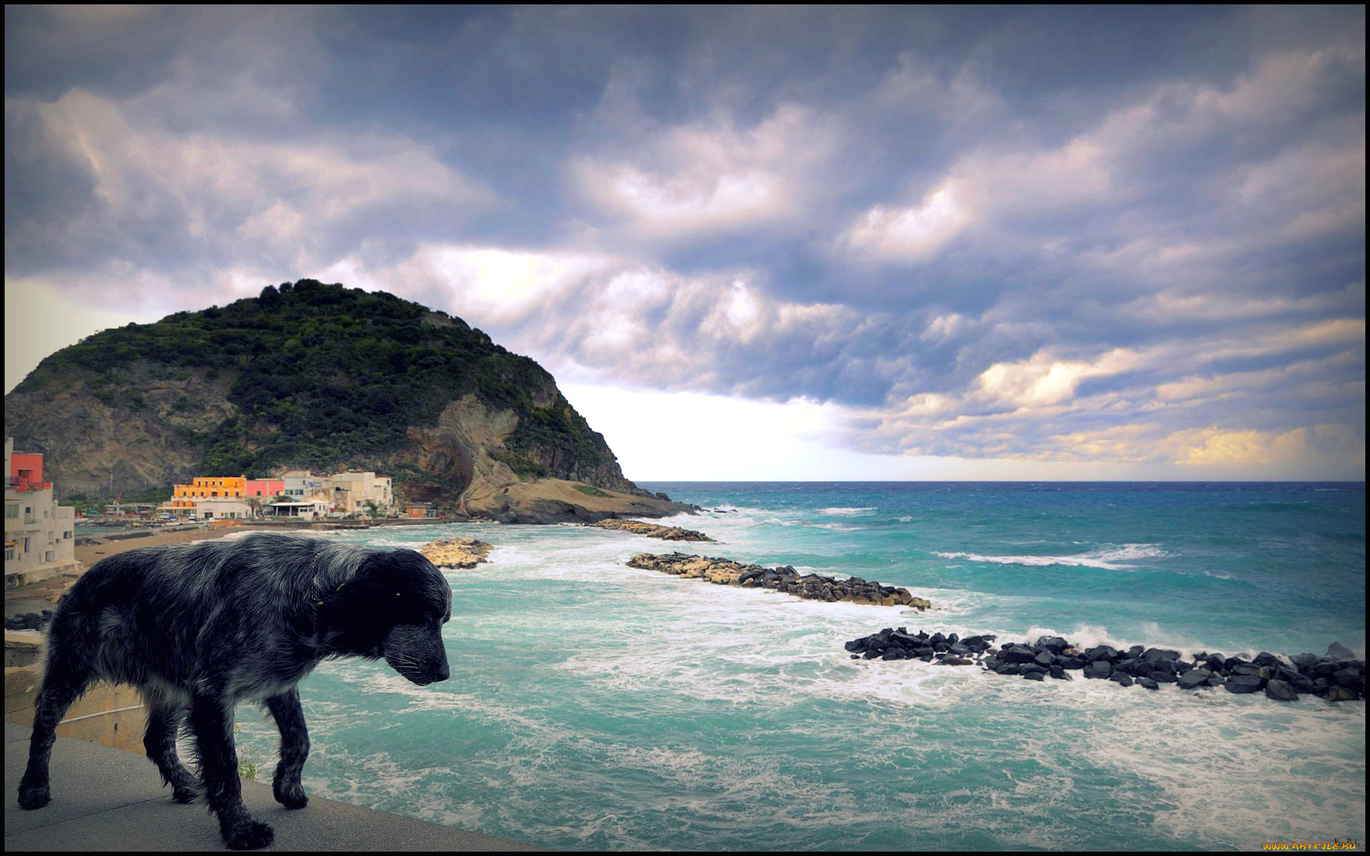 животные, собаки