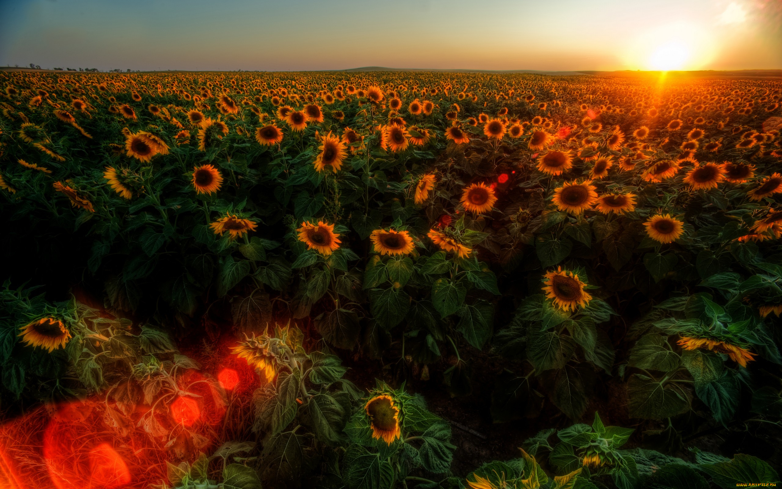 цветы, подсолнухи