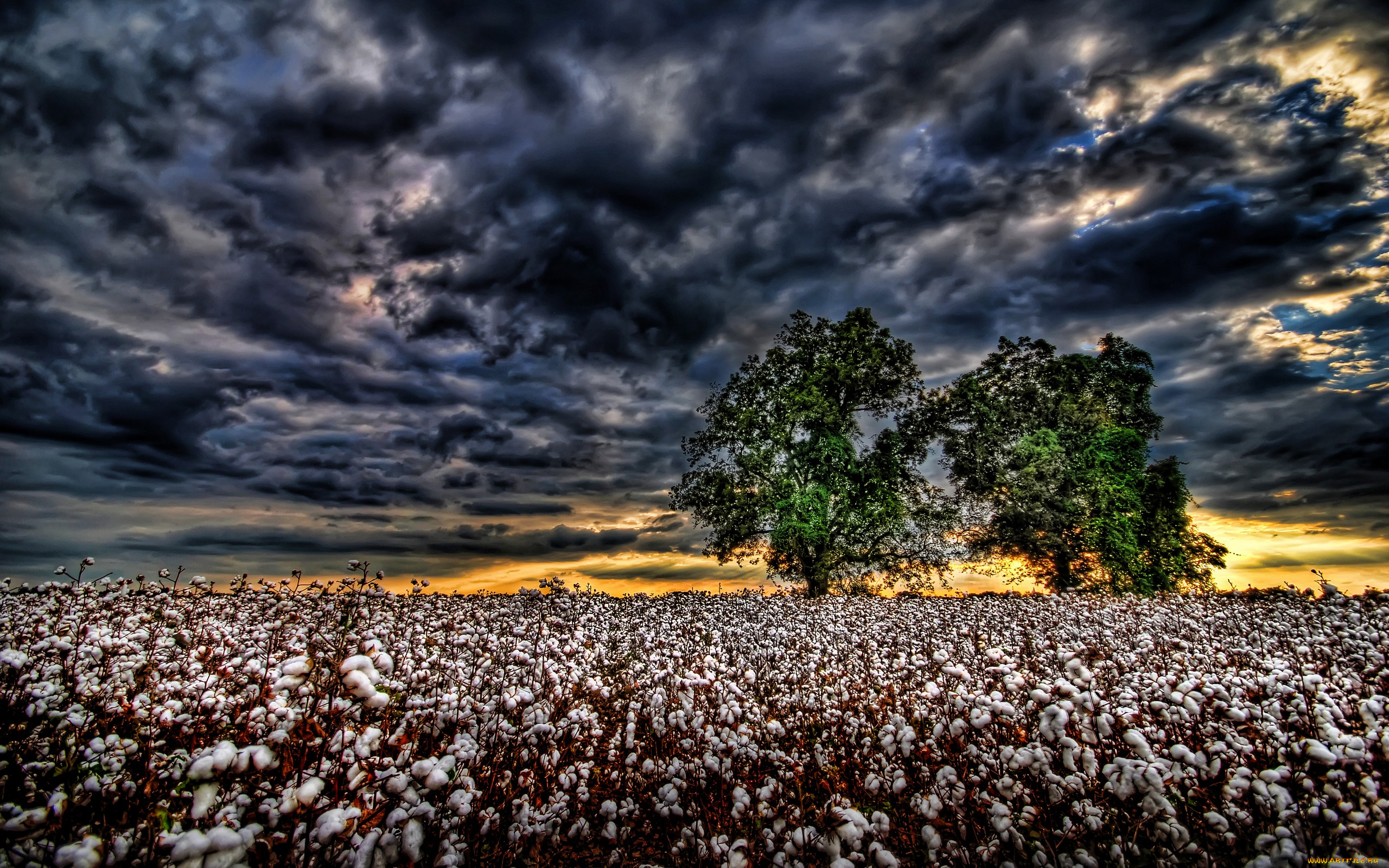 природа, поля