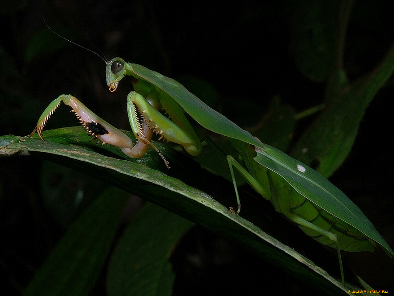 животные, богомолы