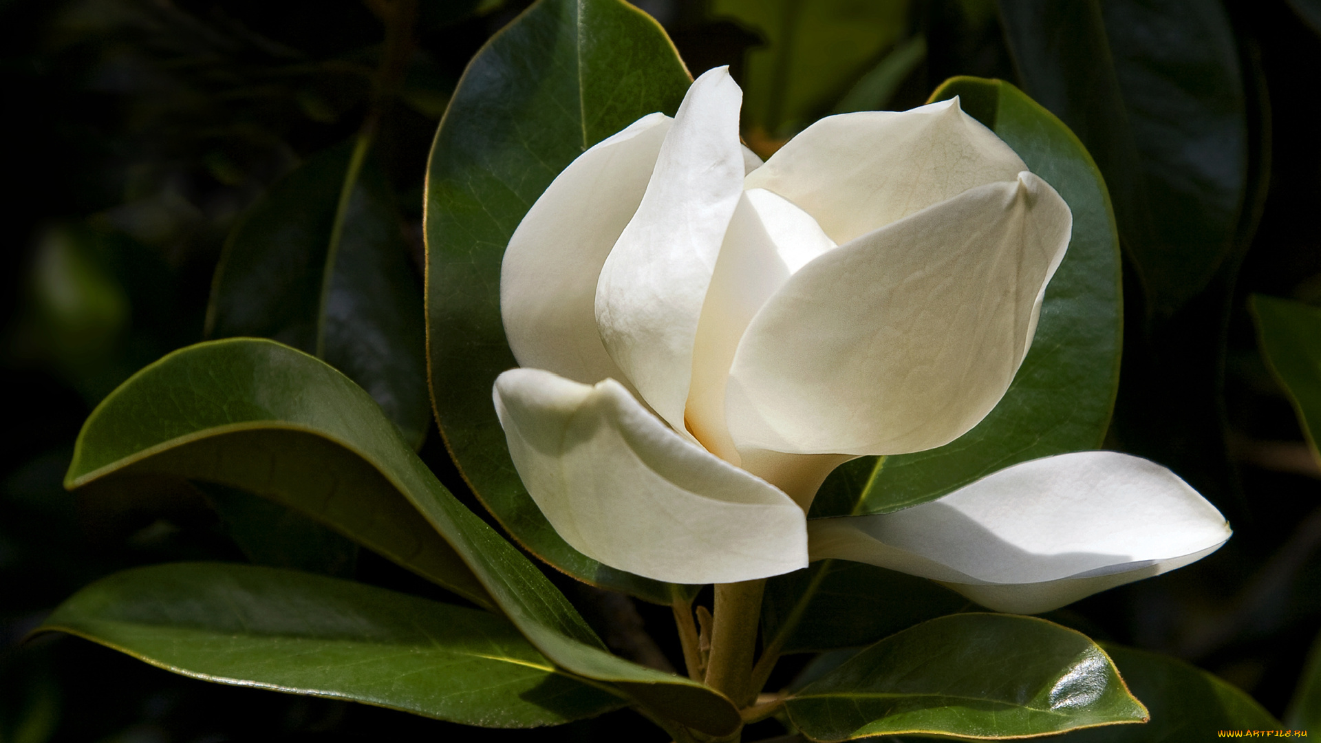 цветы, магнолии