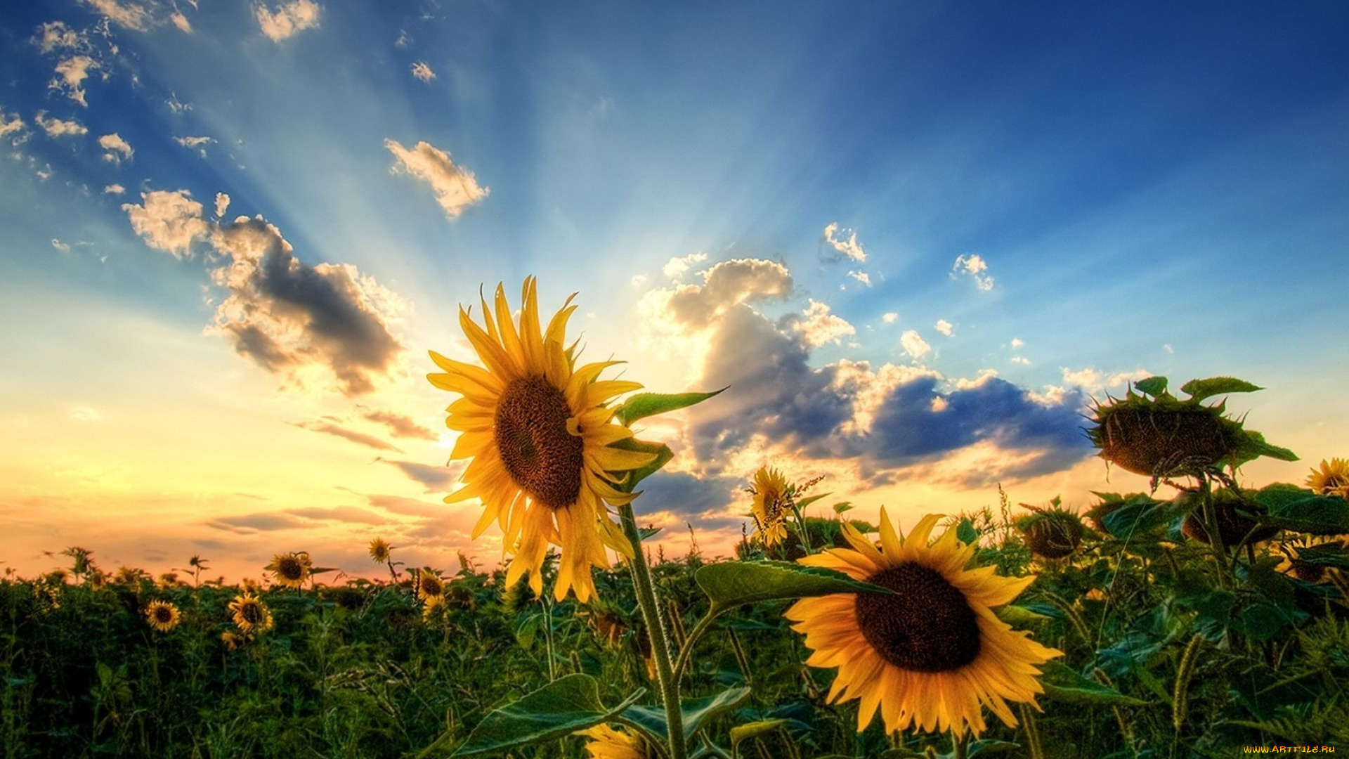 цветы, подсолнухи