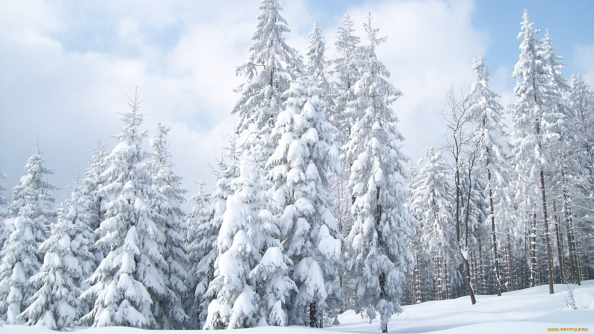 природа, зима