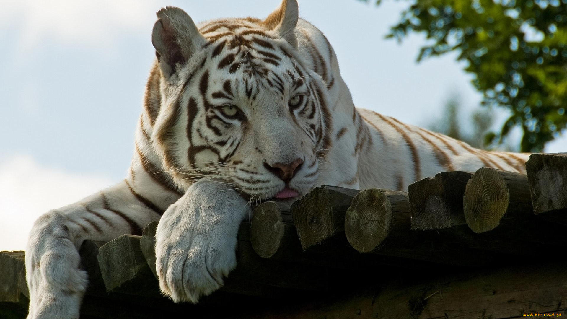 животные, тигры