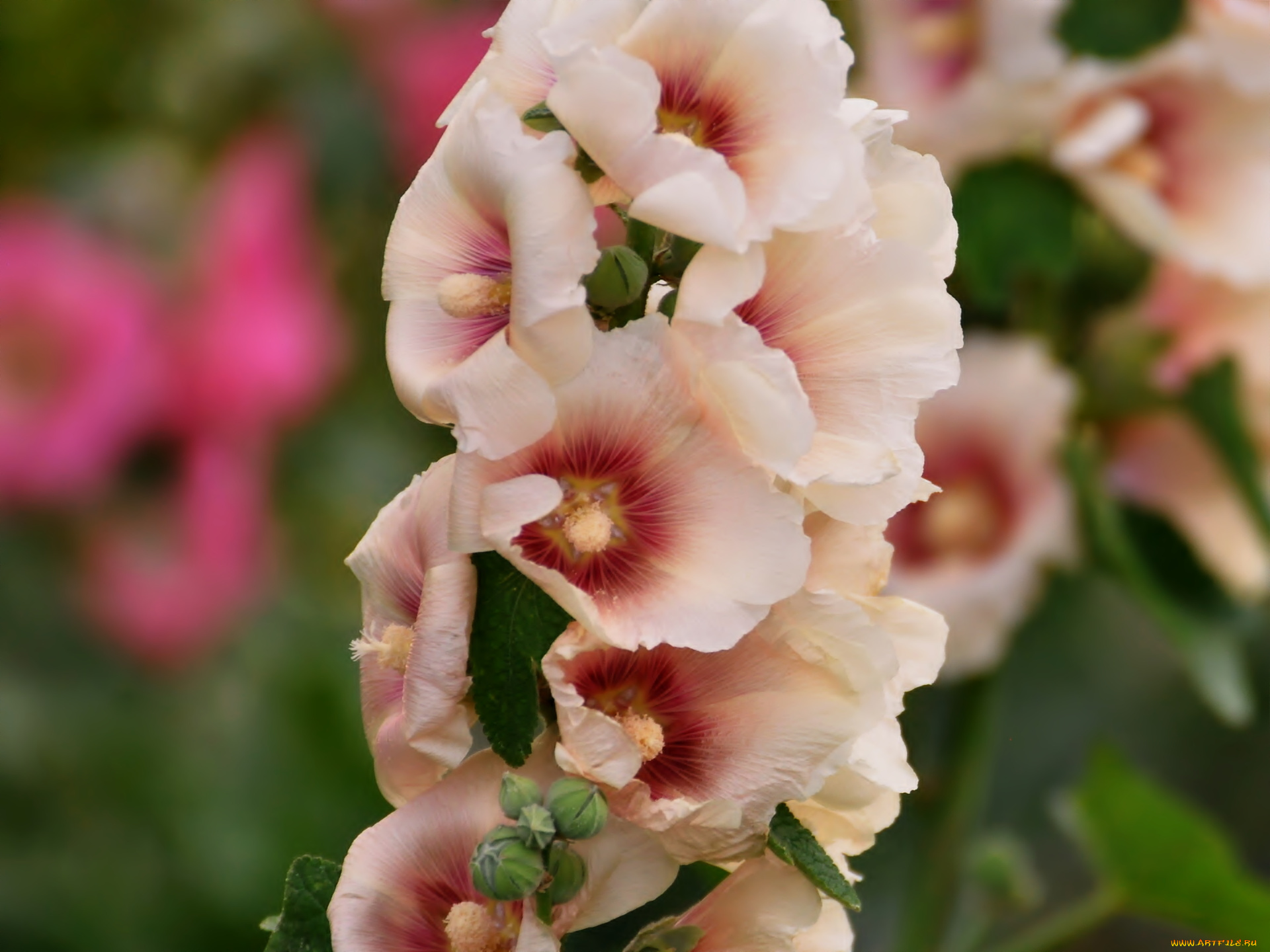 цветы, мальвы