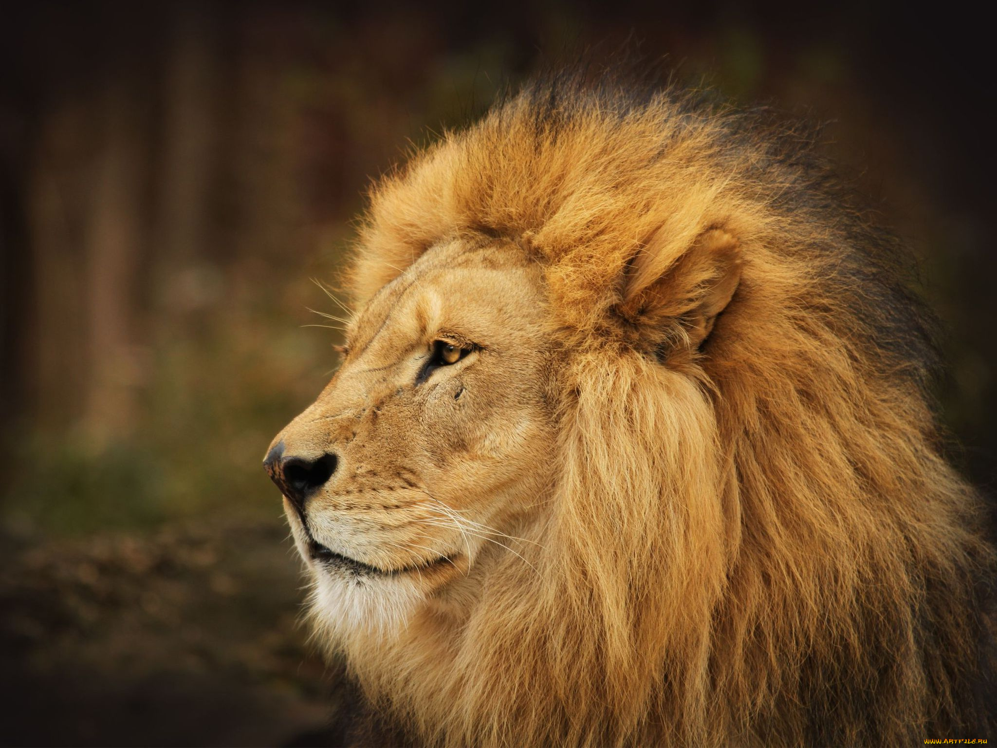животные, львы