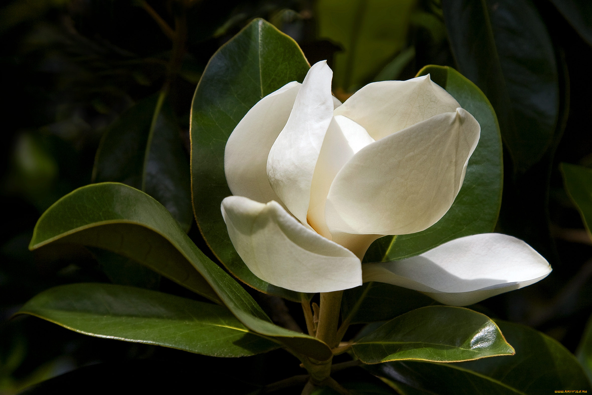 цветы, магнолии