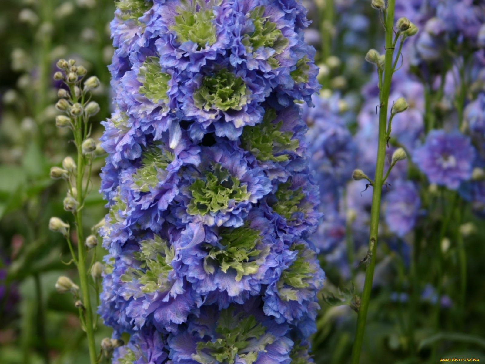 цветы, дельфиниум, синий