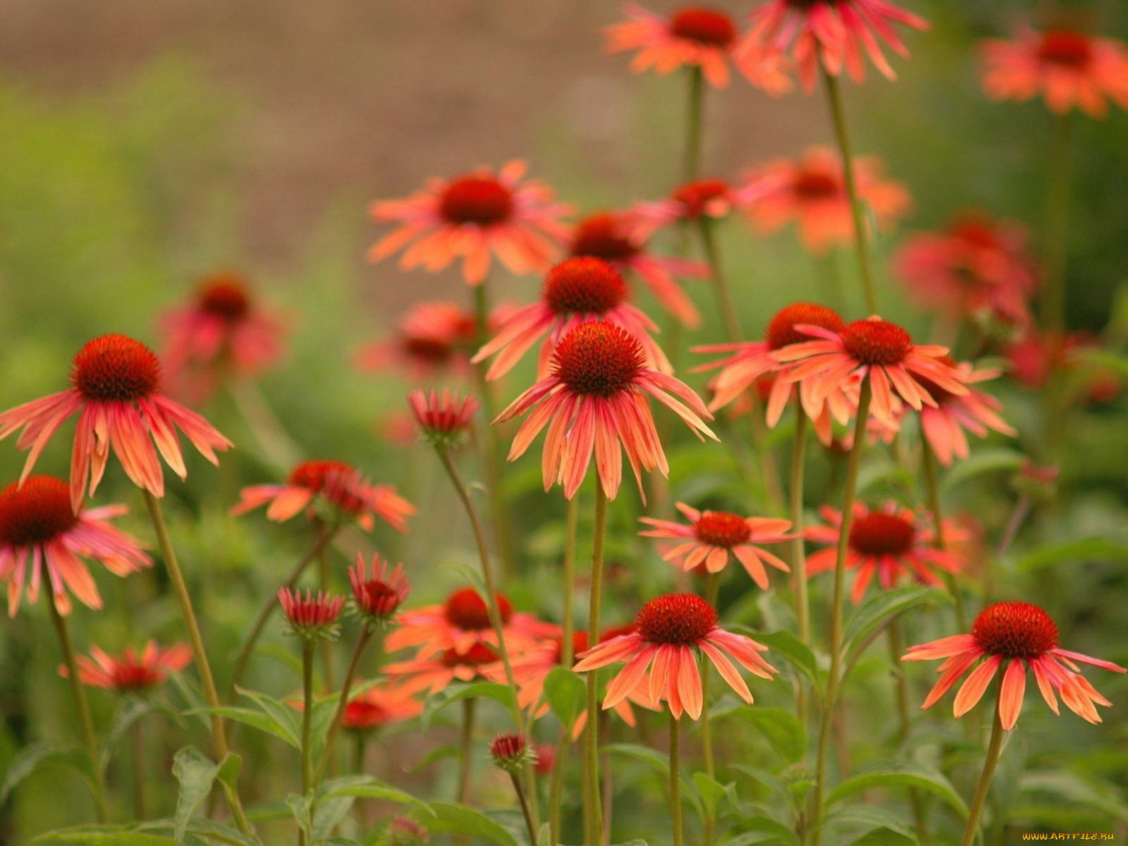 цветы, эхинацея, красный