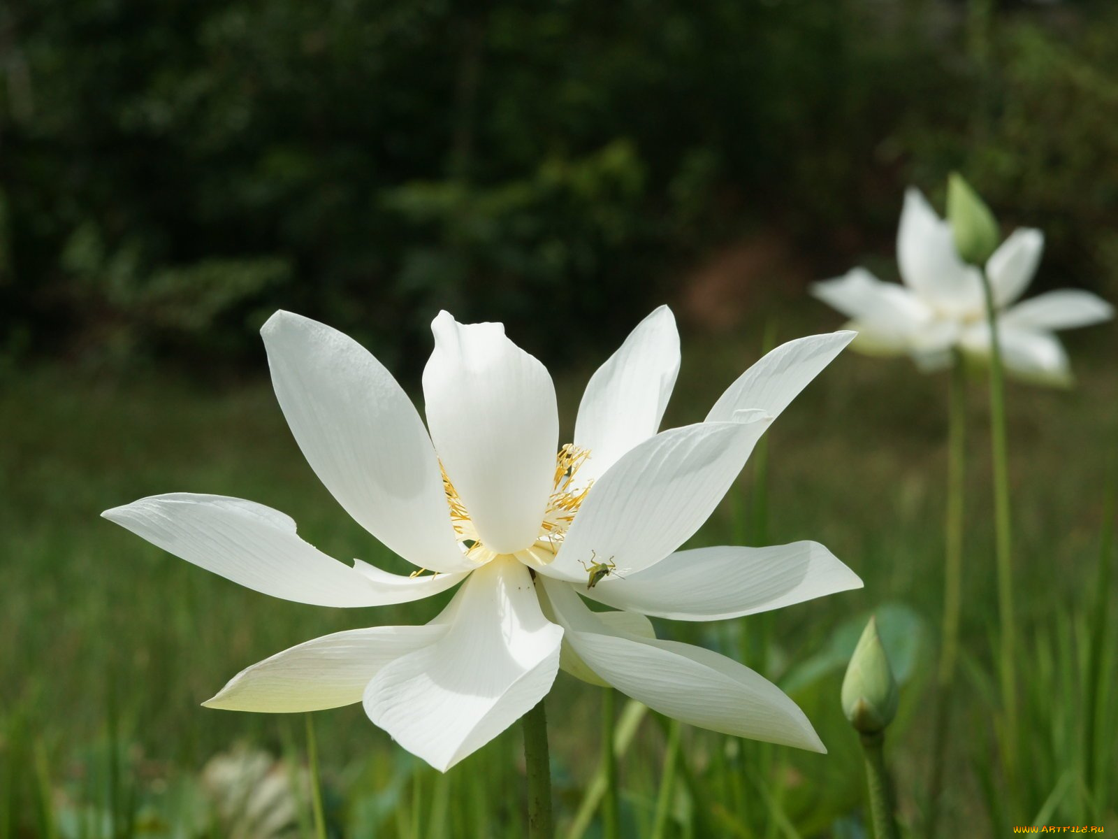 цветы, лотосы, кузнечик, деревья, трава, цветок