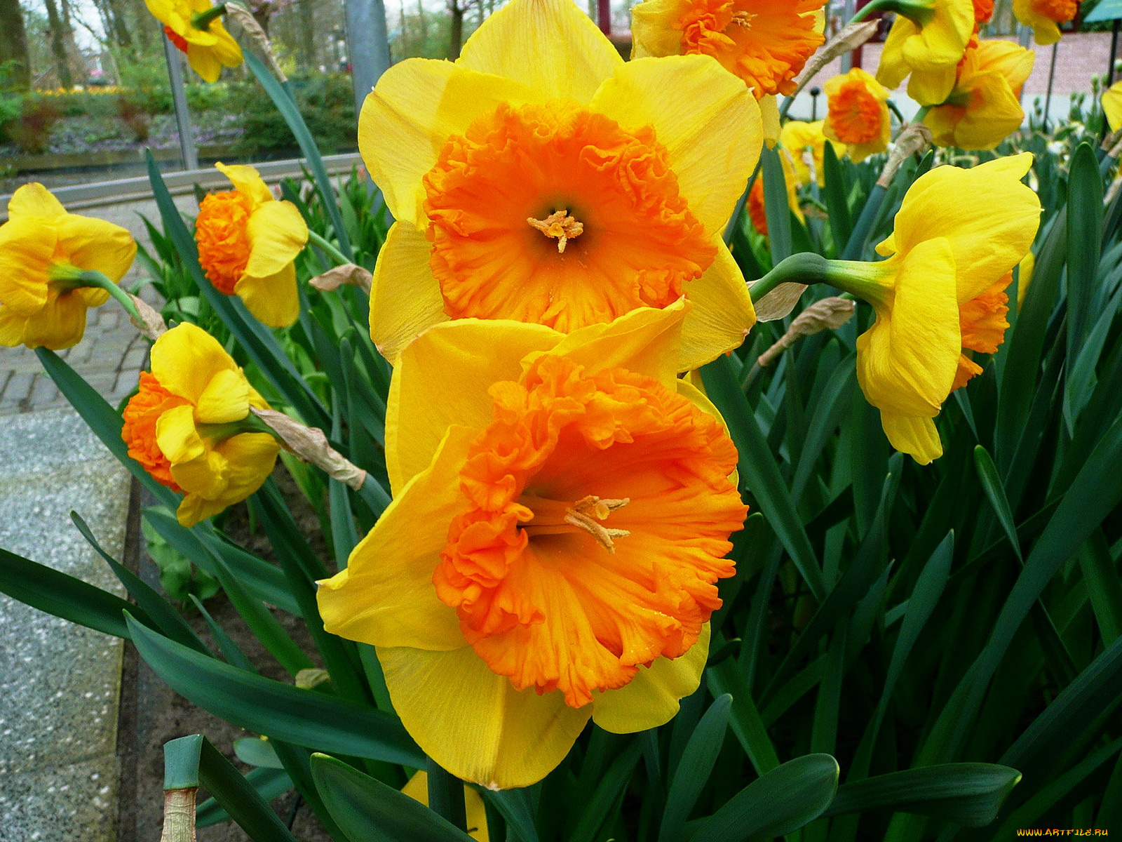 цветы, нарциссы