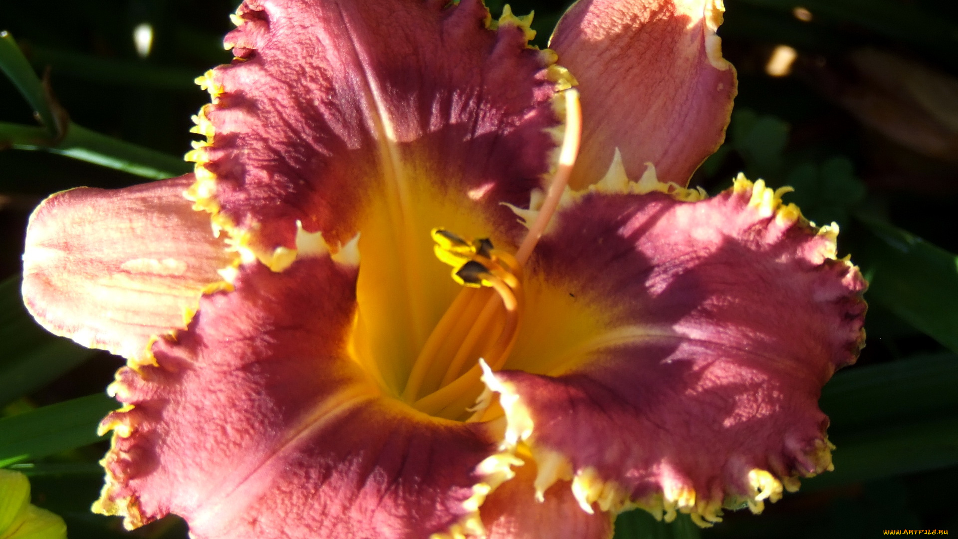 цветы, лилии, лилейники